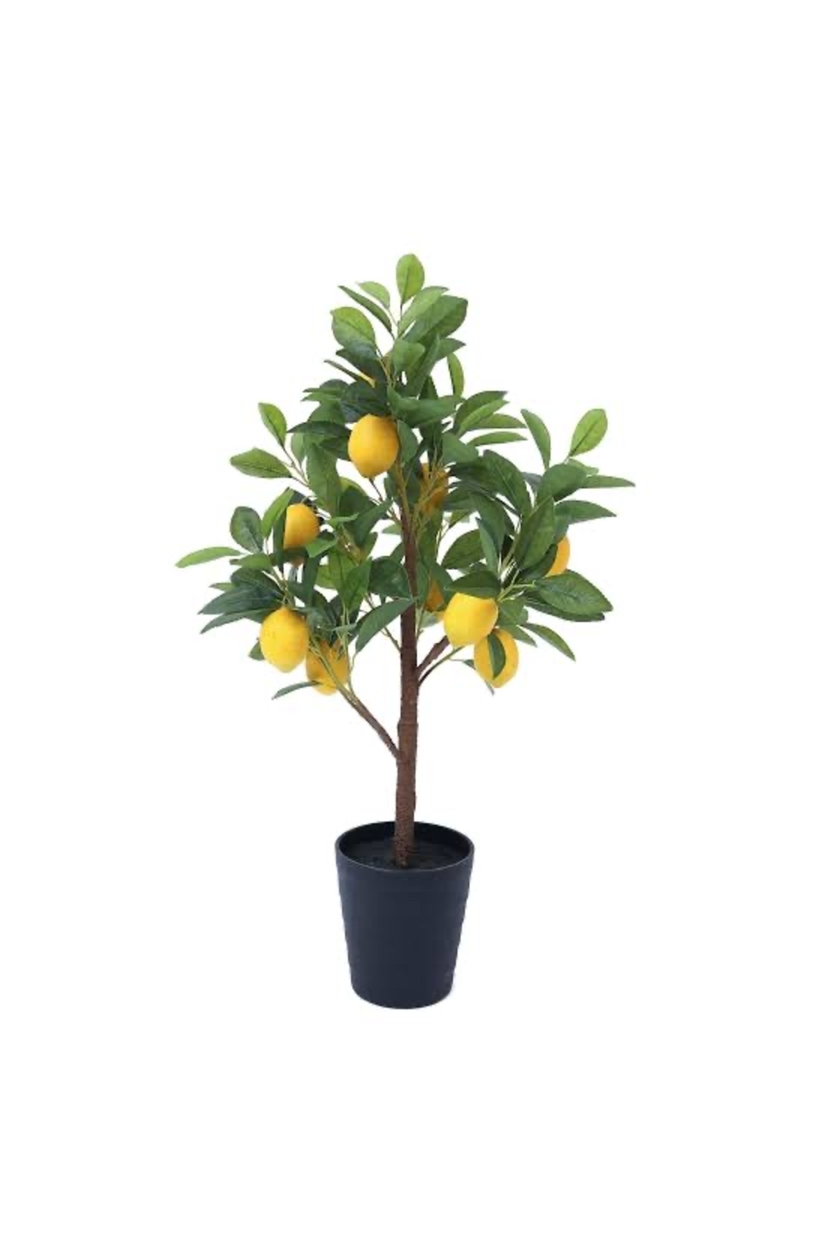 Lemon tree Dwarf yediveren mayer with 50 cm tall flowerpot