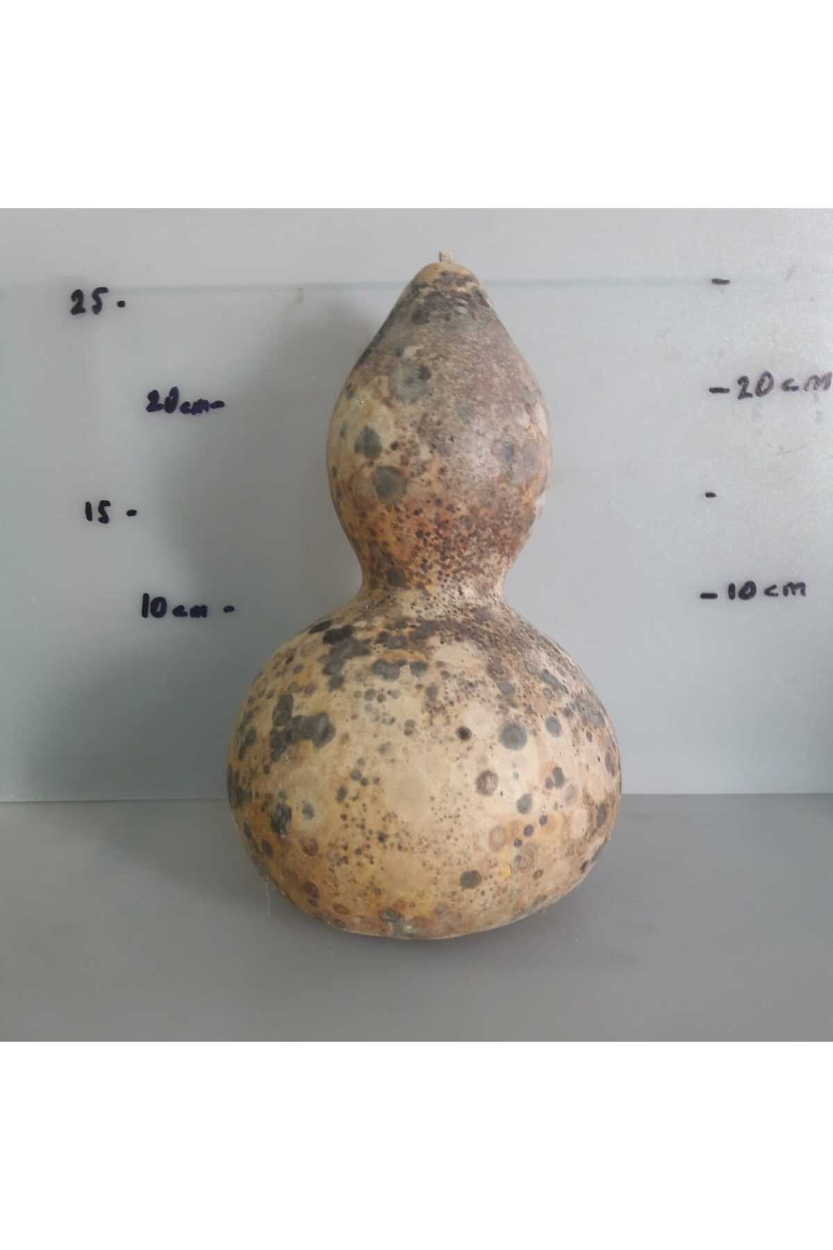 ITIR AVM Su Kabağı Orta Boy Çif Boğumlu Lamba Yapına Uygun Ham Şekilde Boy 25-30 Cm