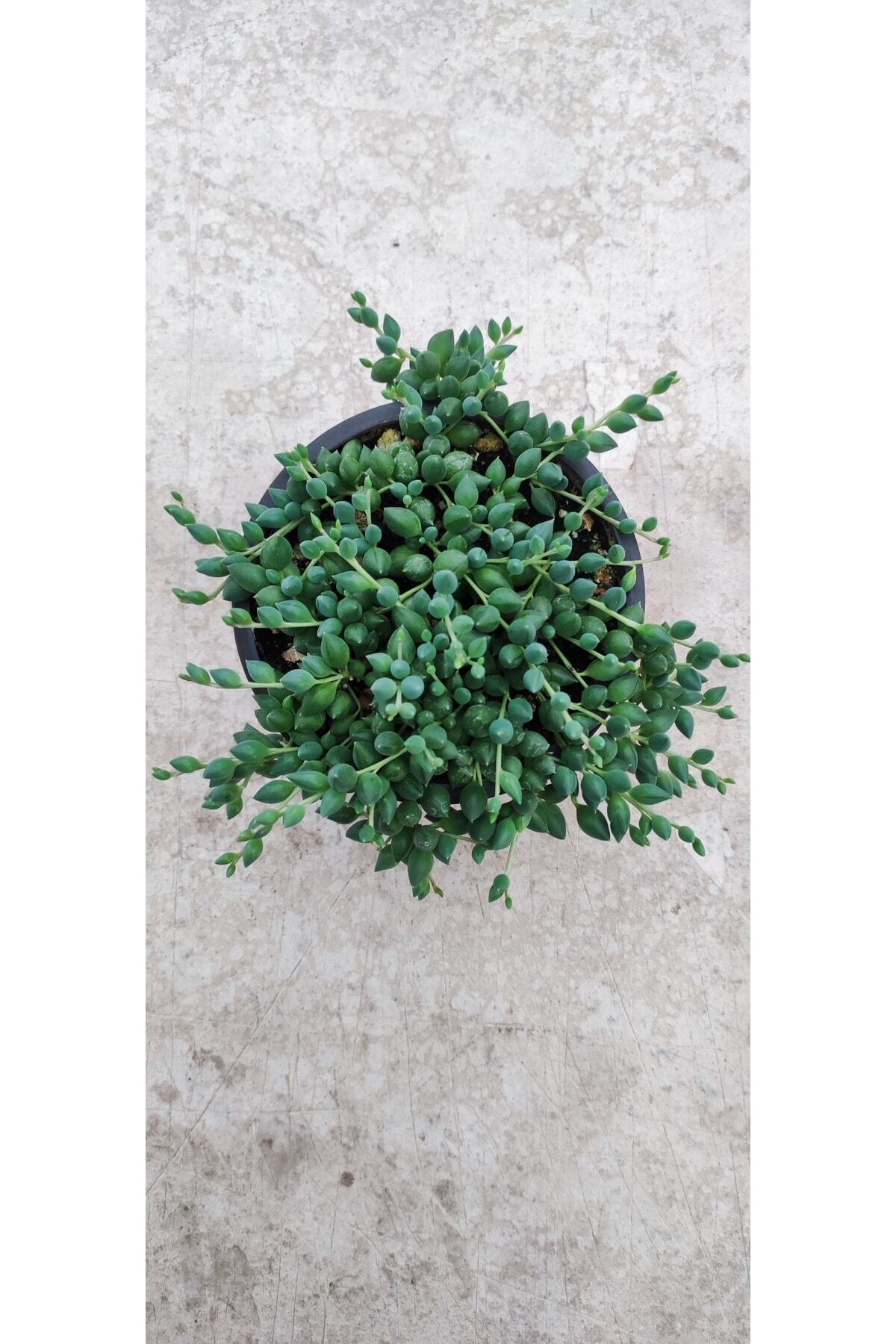 Tesbih Çiçeği Sukulent 13 Cm.lik Saksıda Dolgun Ve Formlu 2