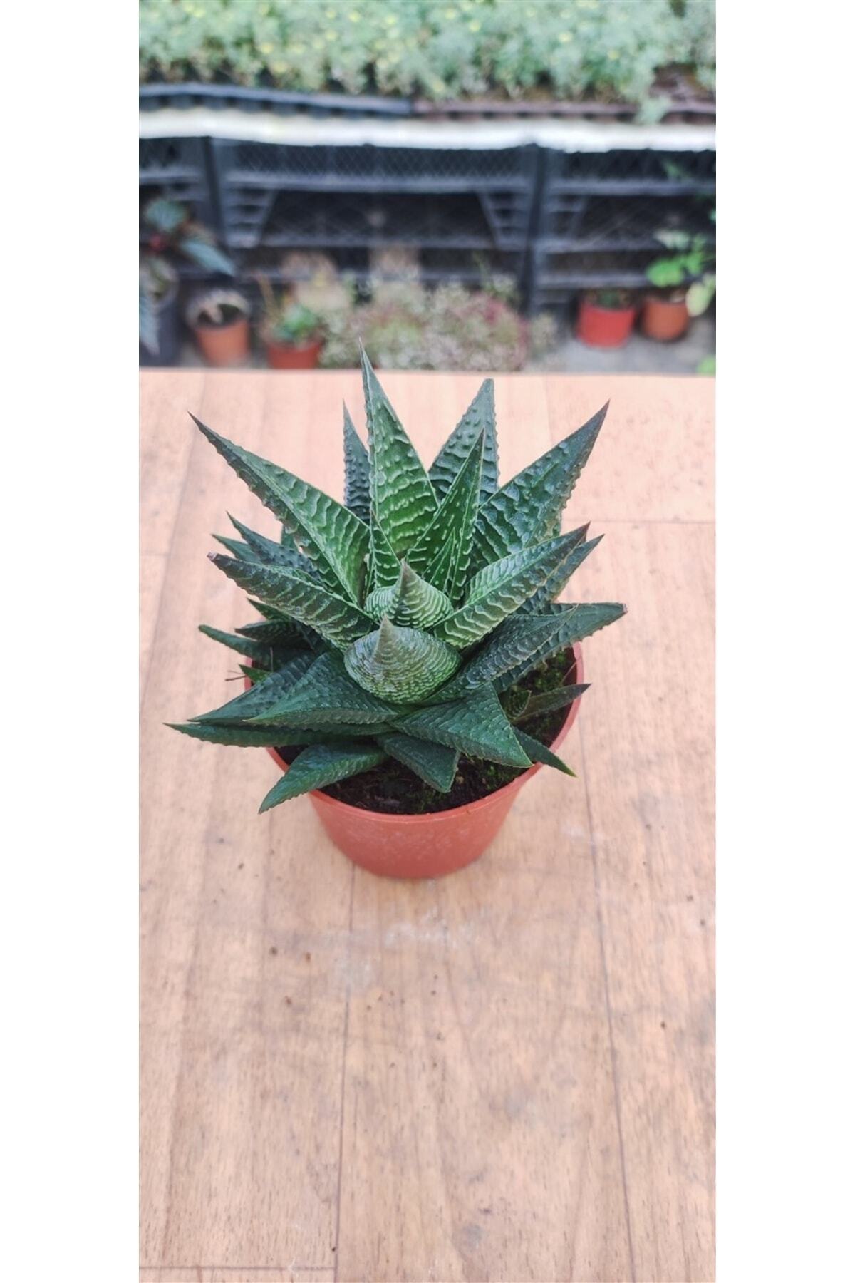 Haworthia Limifolia (8,8 Cm Saksıda )