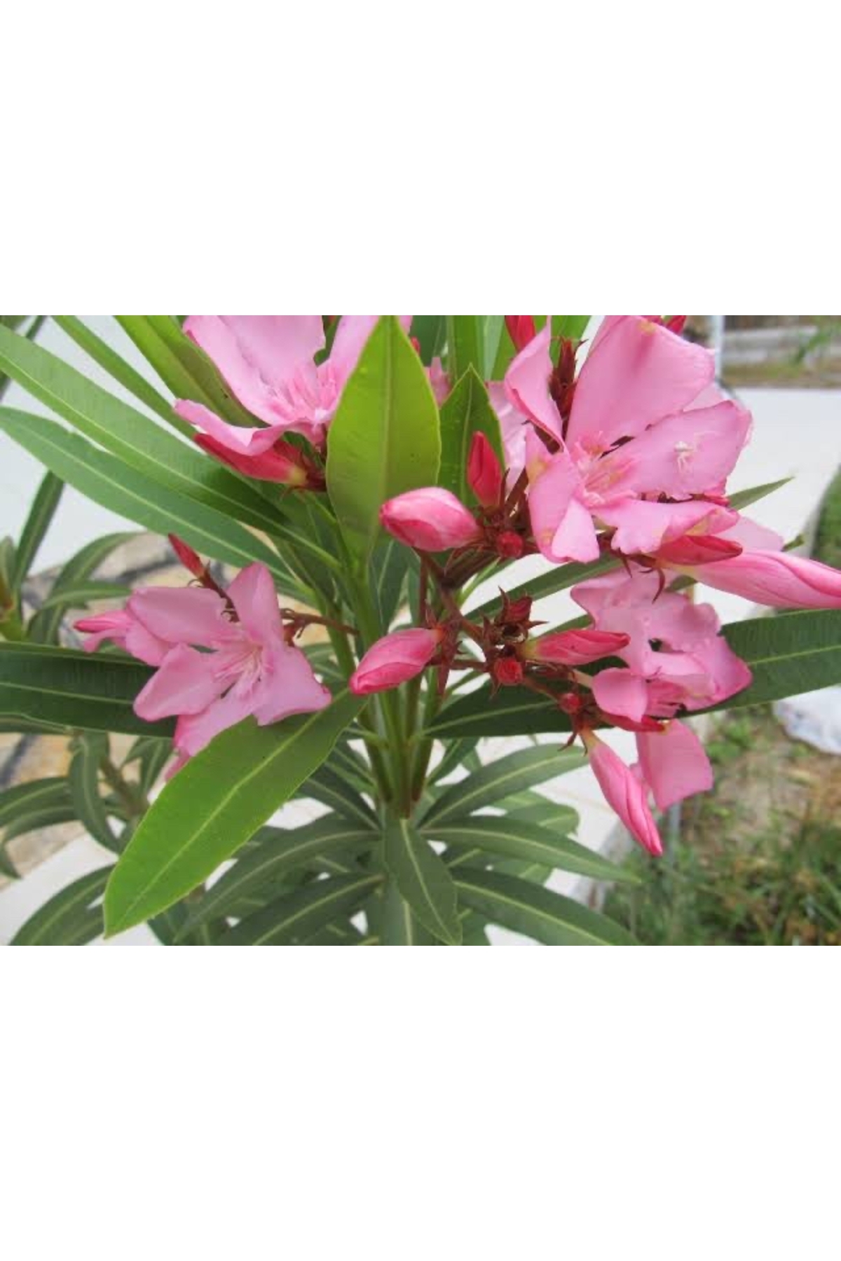 pink Oleander Sapling 80 cm