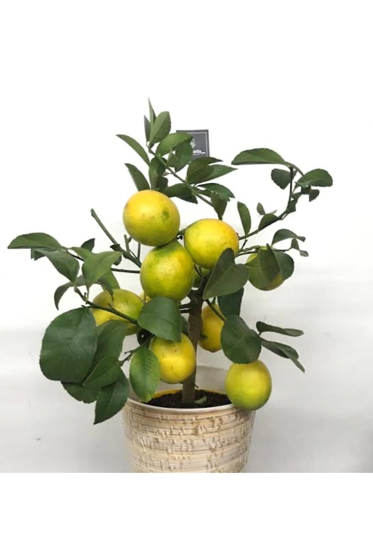 Dwarf lemon sapling Perfect form with potted fruit