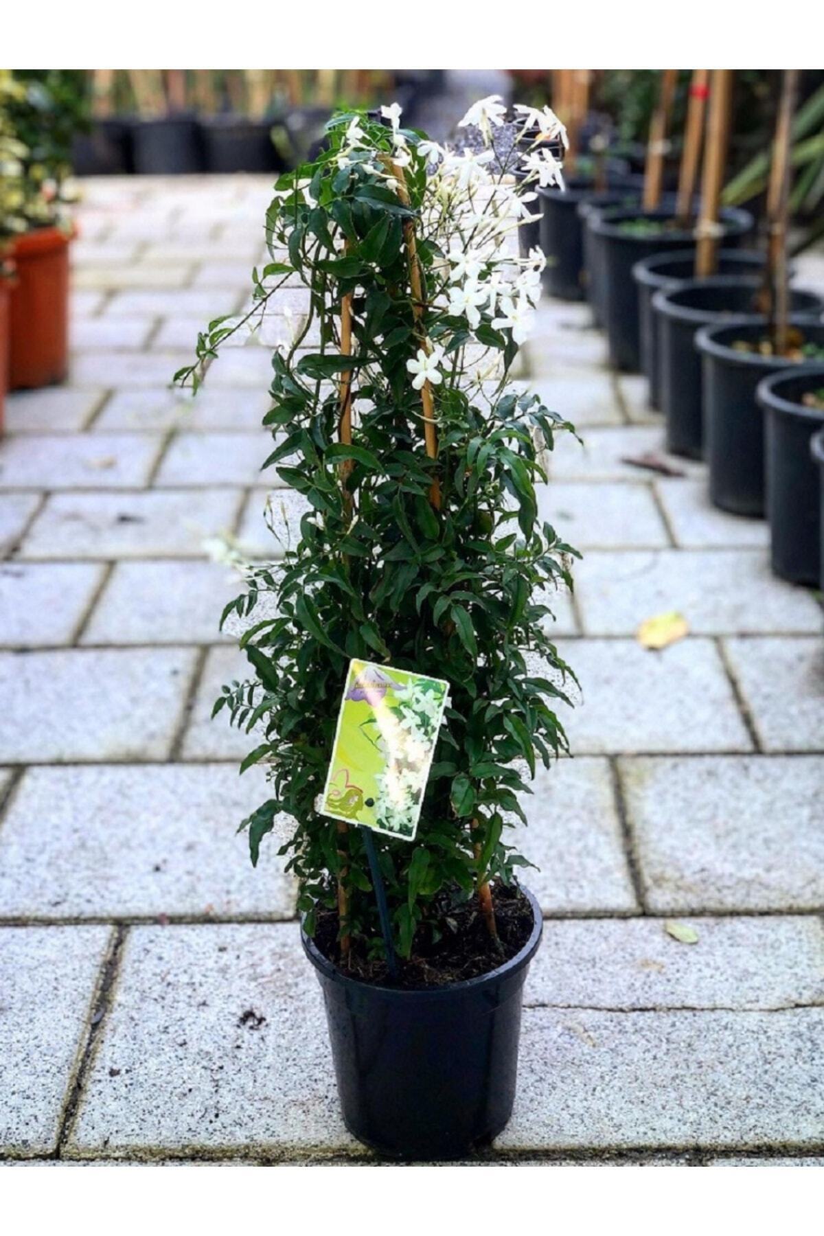 Island Jasmine, Wonderful Fragrance Above 100 Cm, New Product Campaign Price