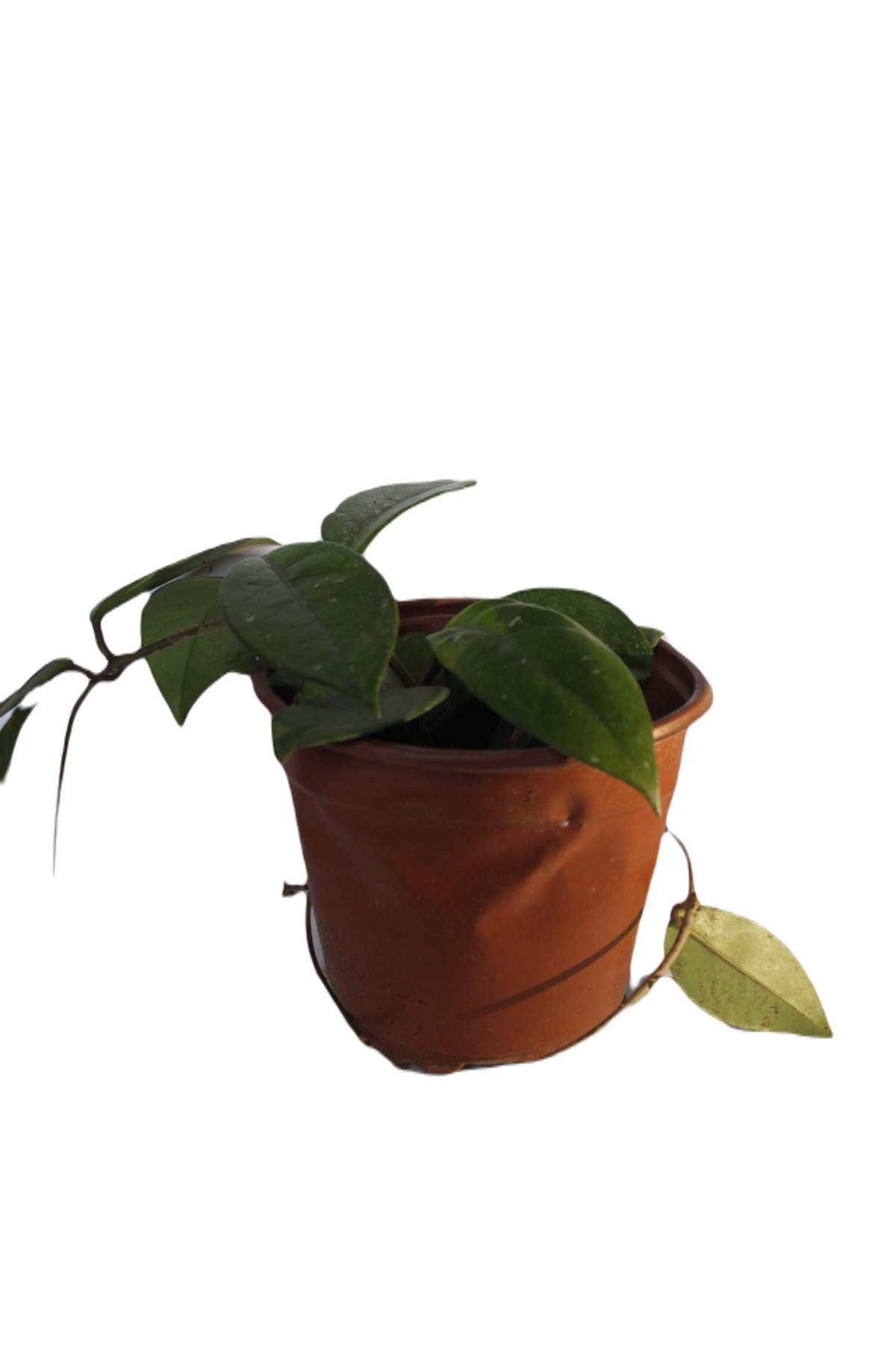 Candle Flower Hoya Cornosa Seedling Rooted Potted Single 10cm Potted