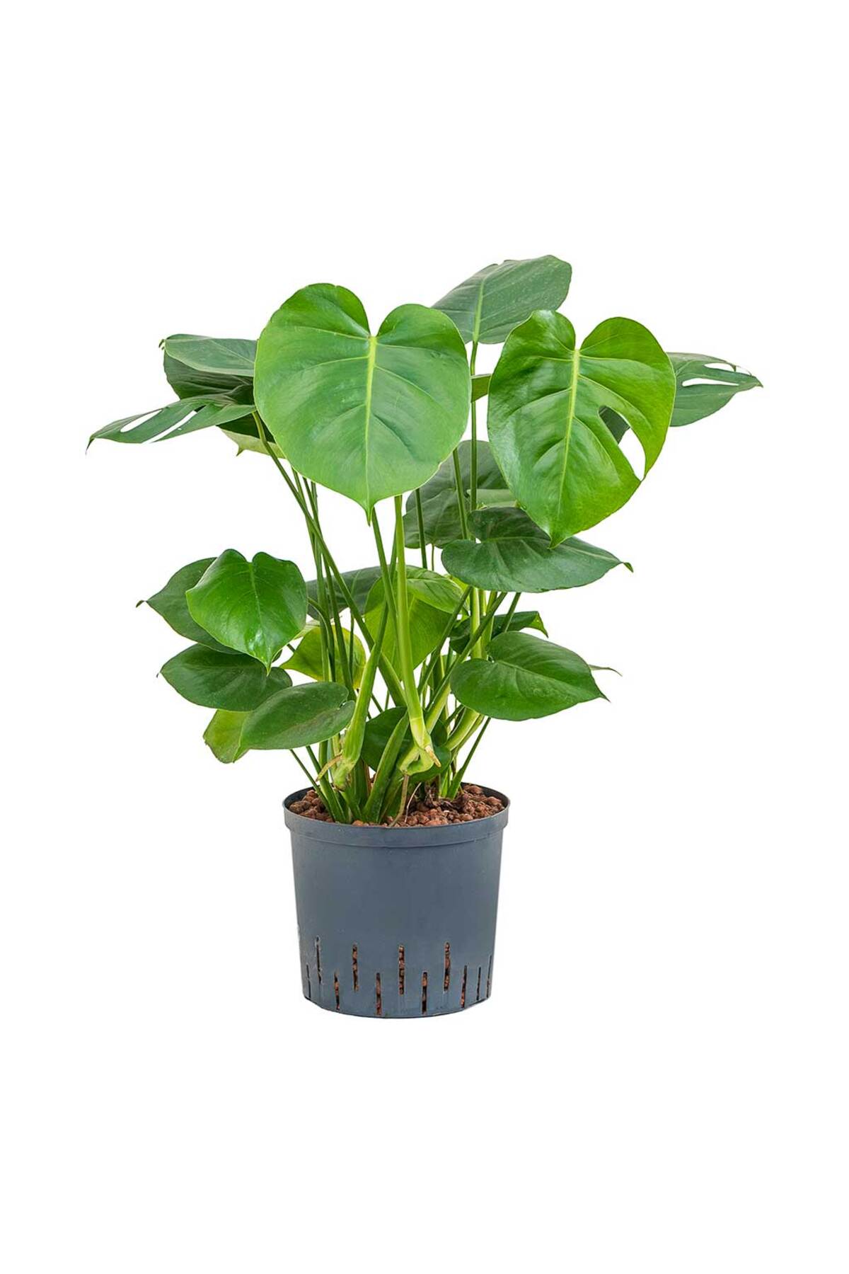 Monstera Deliciosa Deve Tabanı 60-80 cm Orta Boy 3