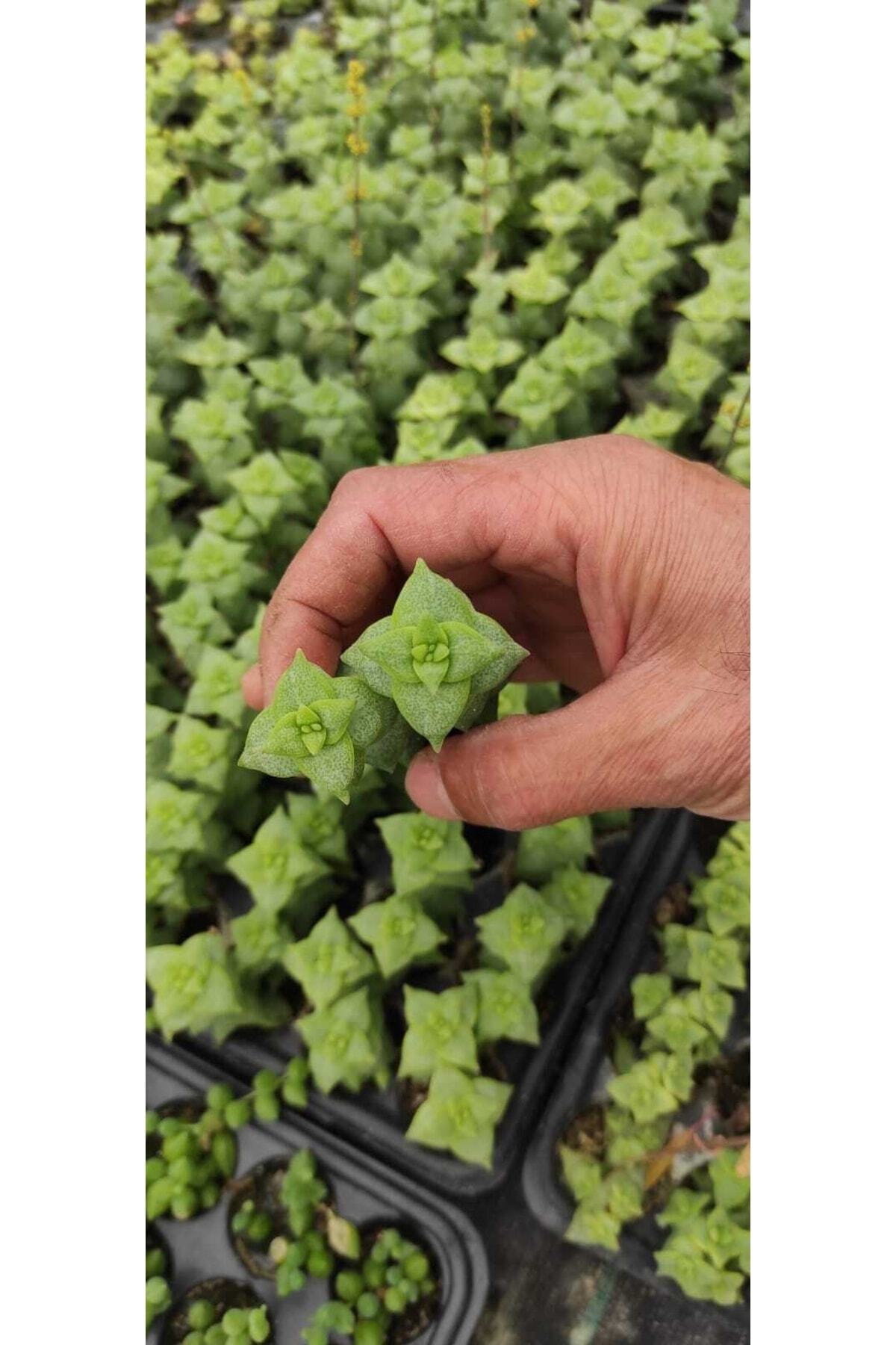Crassula Perforata Fldesi Dolgun Ve Formlu 2