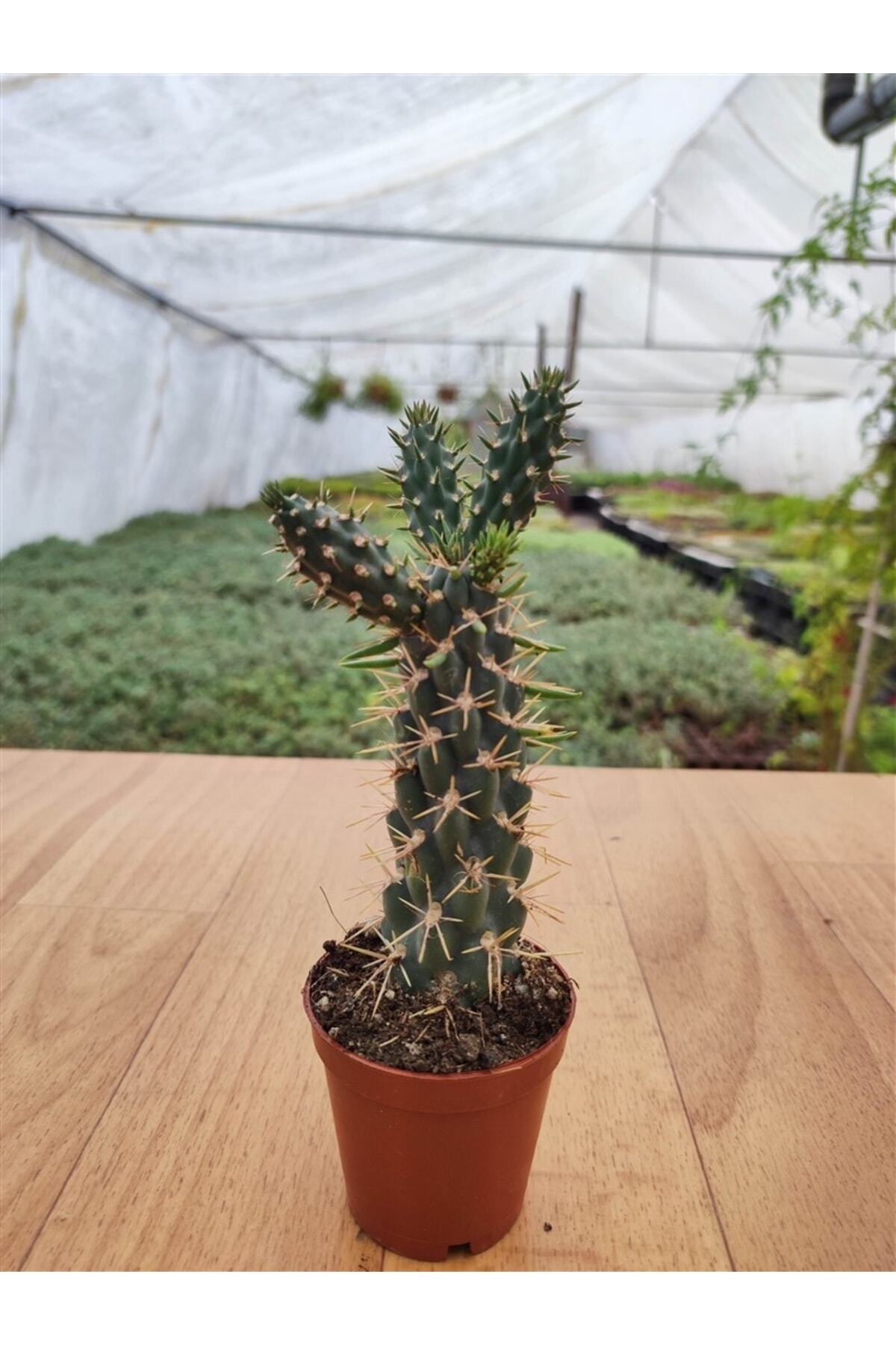 Cylindropuntia Imbricata Kaktüs 2