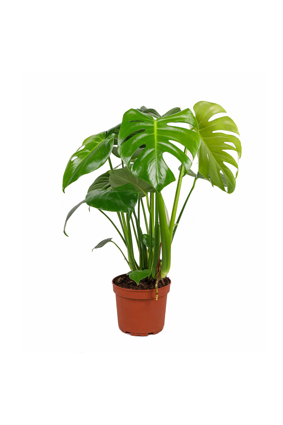 Monstera Deliciosa Deve Tabanı 60-80 cm Orta Boy 4