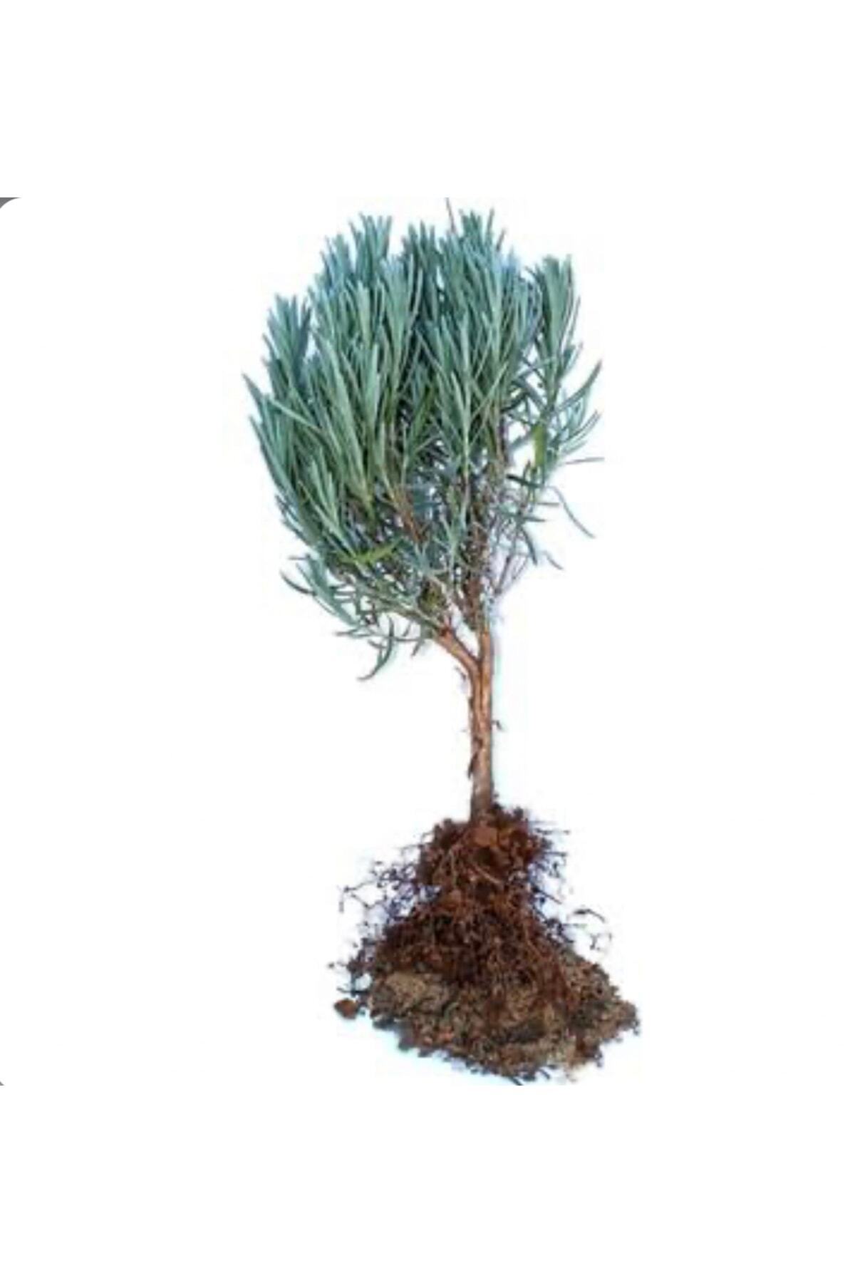 Lavender Angustifolia Light Root