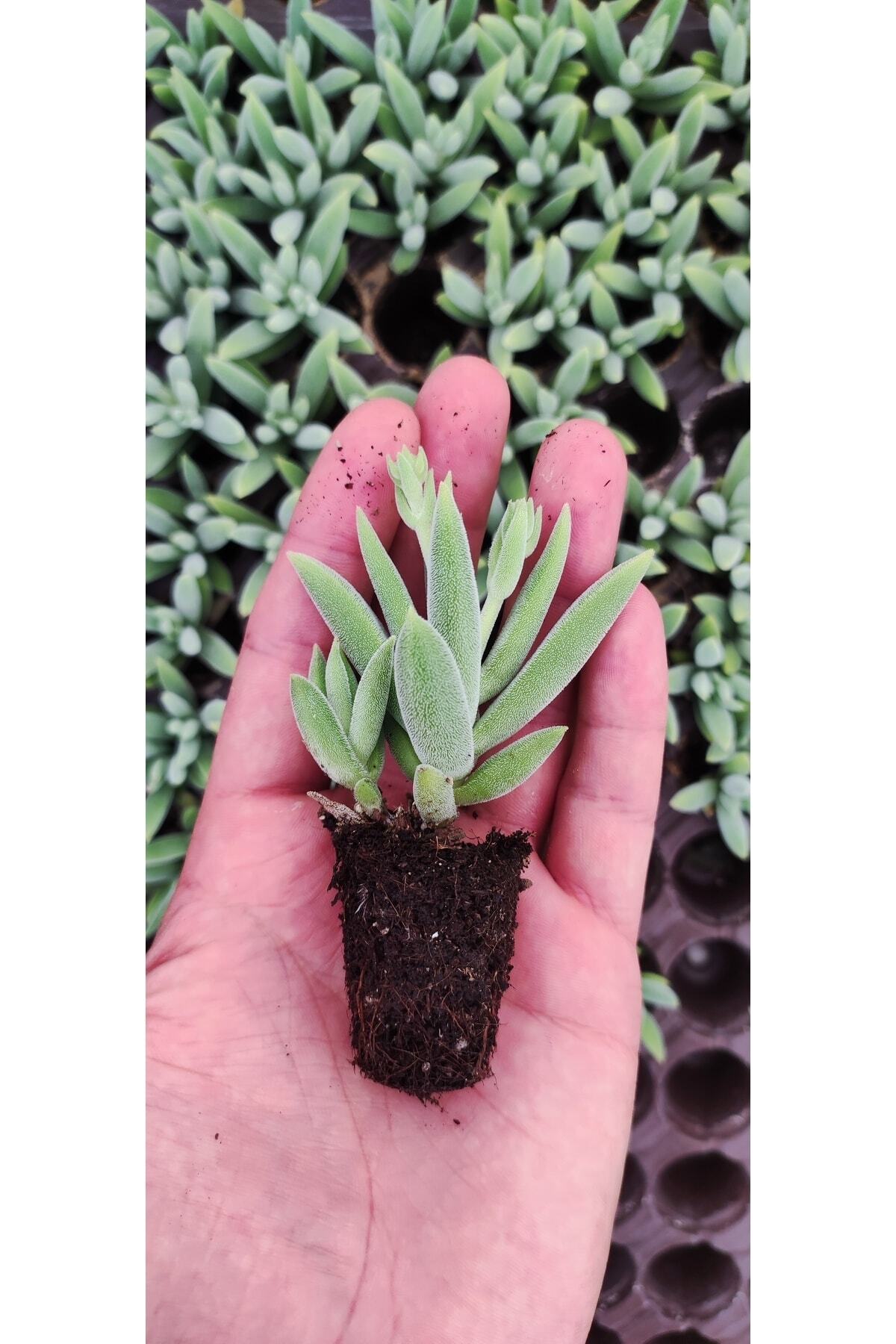 Crassula Mesembryanthemoides Fidesi 2