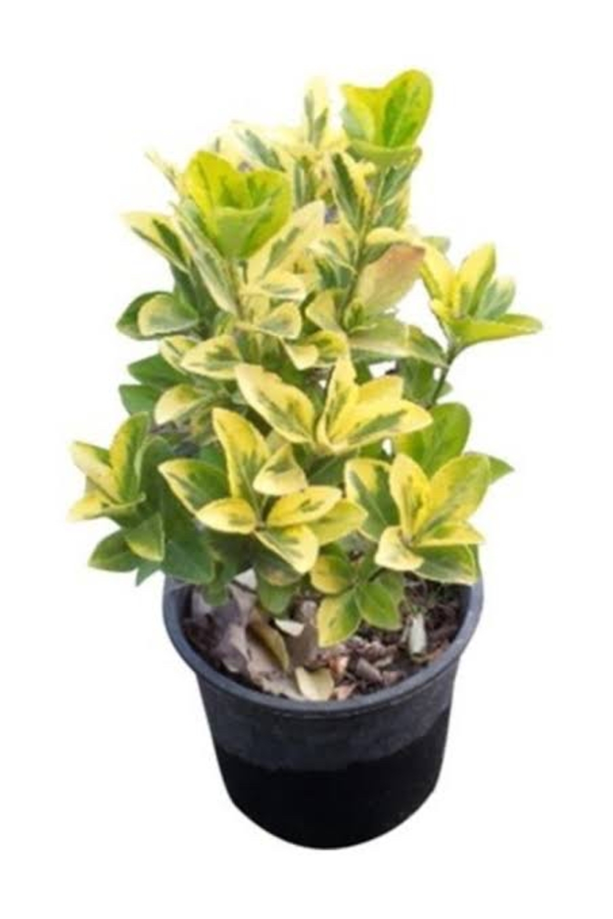 SAKSILI GOLD TAFLAN ORTA BOY DOLGUN 12-15 CM ARASI KAMPANYALI 2