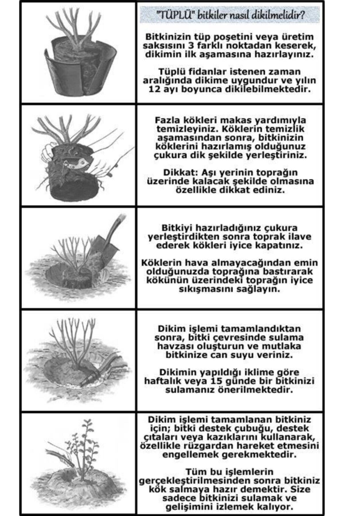 Saksılı Nane Fidanı Fidesi 1 Adet 10-20 Cm Mentha 3