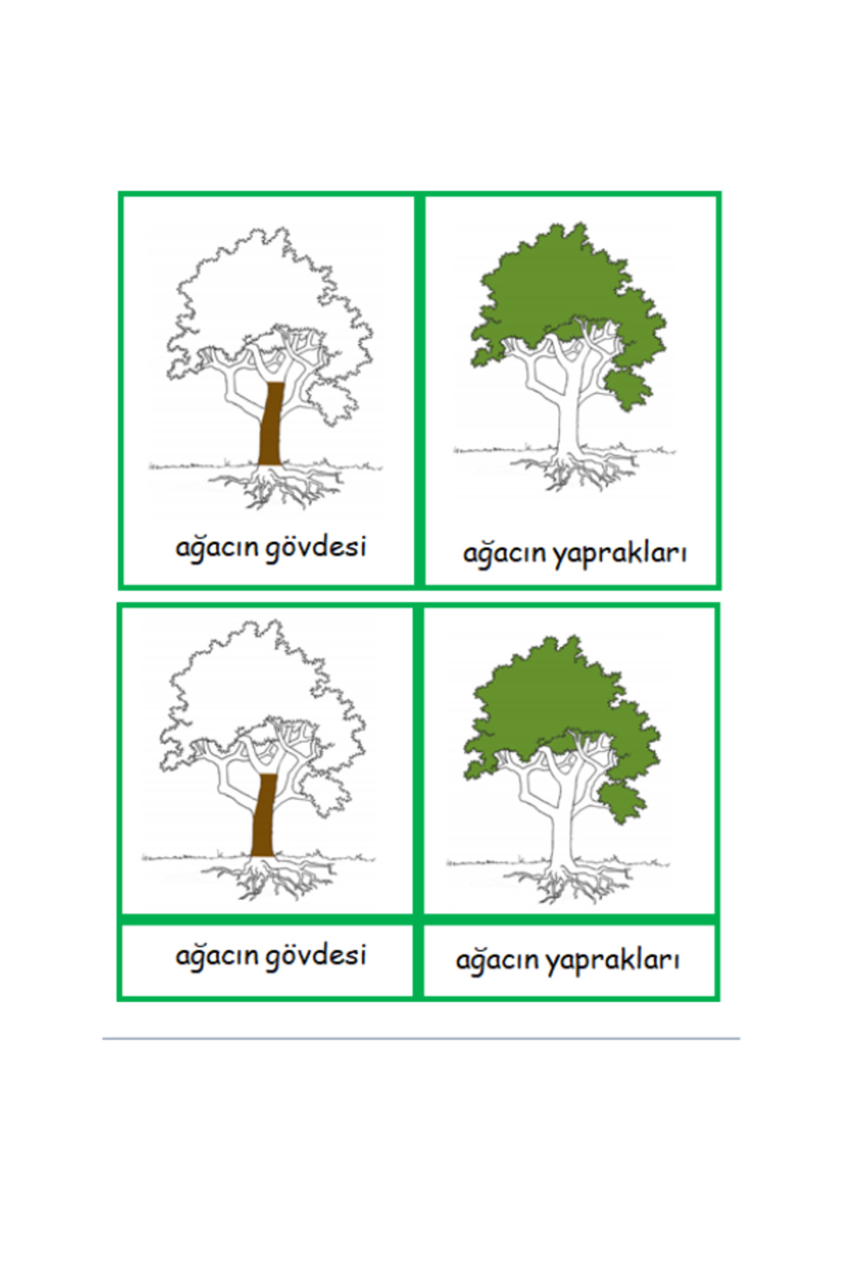 Ada Montessori Montessori Ağacın Kısımları Kartları fotoğrafı 2 (önizleme)