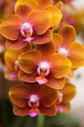 10 Adet Turuncu Renk Orkide Tohum UJURY