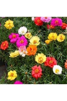 Katmerli Ipek Çiçeği (kedi Tırnağı) MER73780081