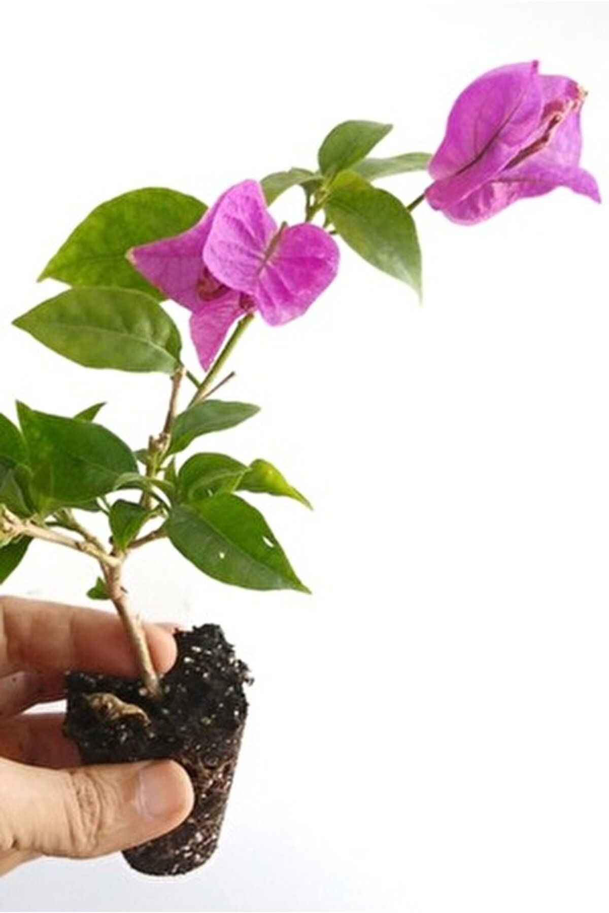 ÇİÇEKFLİX Bodur begonvil mor renk minik 20-21cm/şuan çiçeksizdir