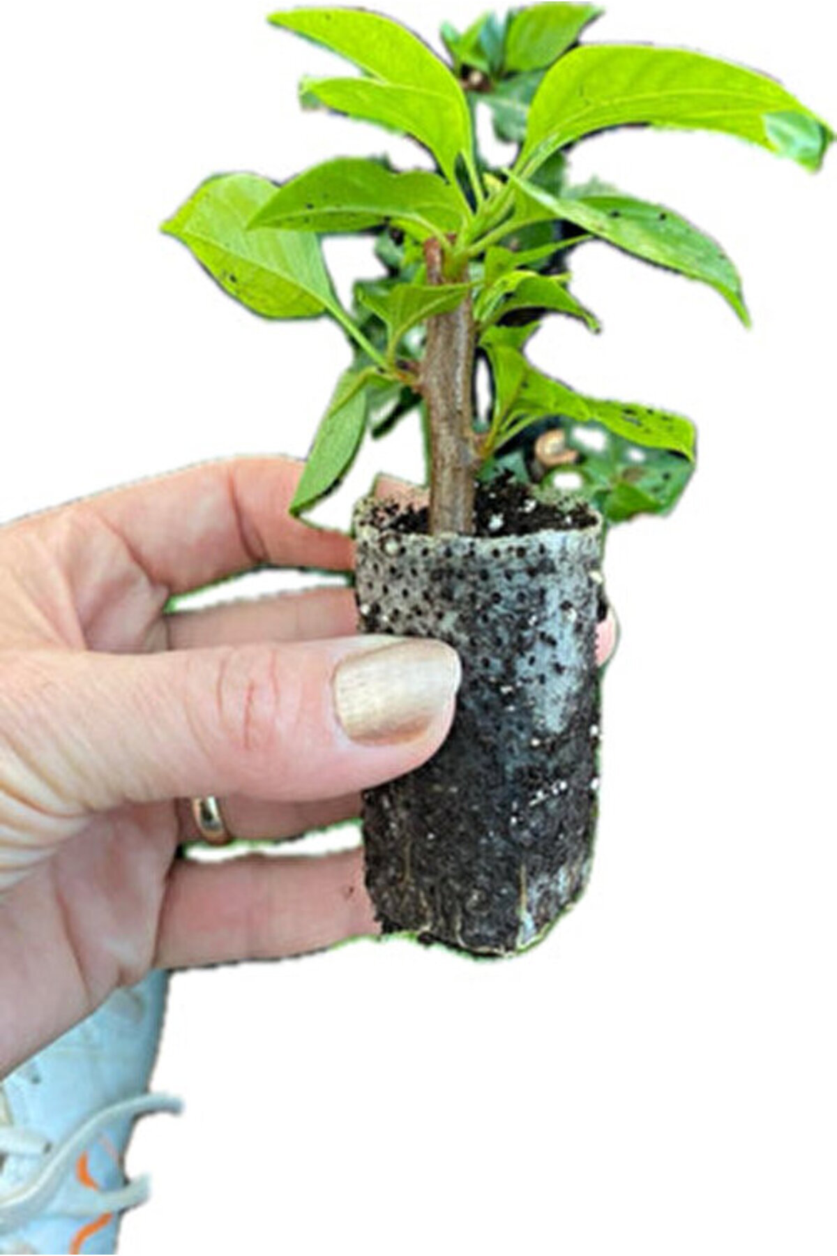 ÇİÇEKFLİX Bodur begonvil mor renk minik 20-21cm/şuan çiçeksizdir
