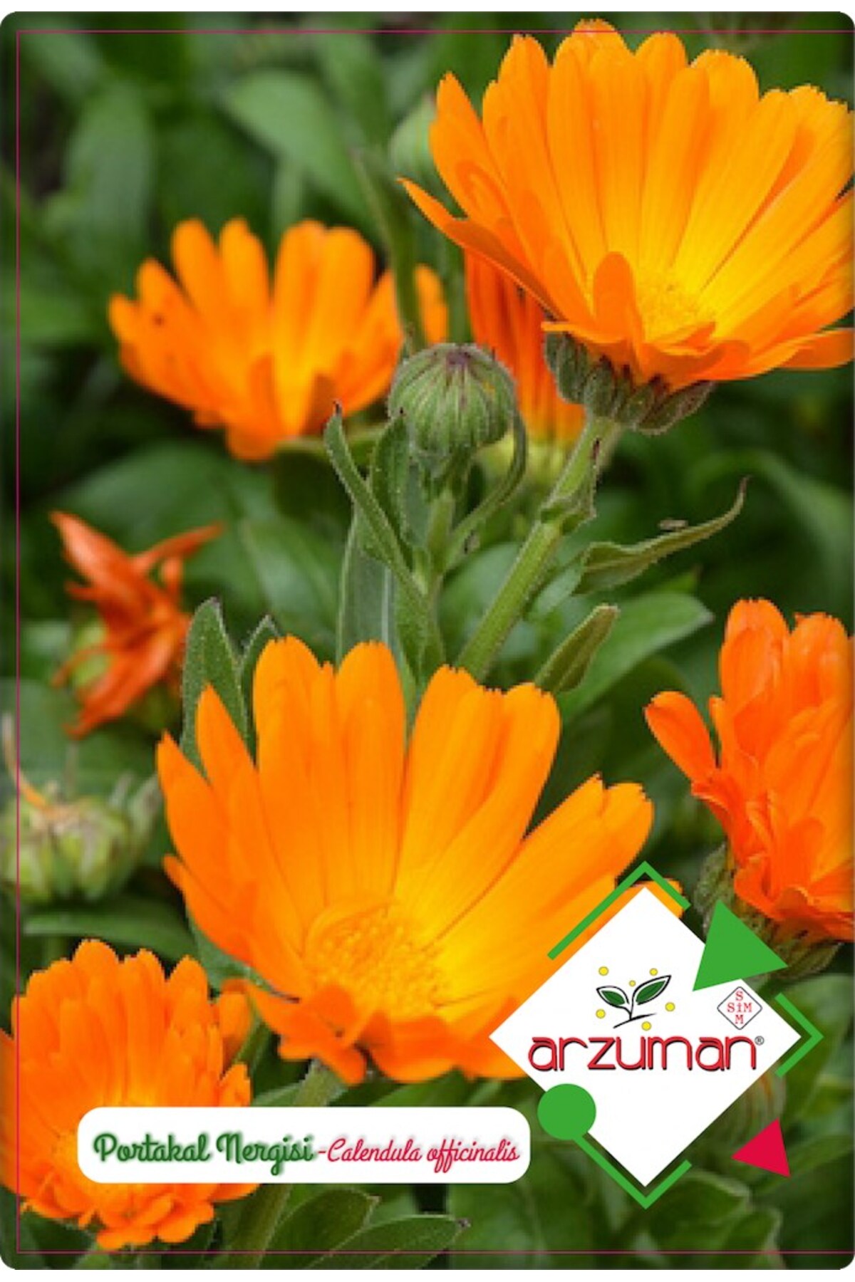 Orange Daffodil - Same Sefa (calendula Officinalis) Flower Seed 30 Pcs