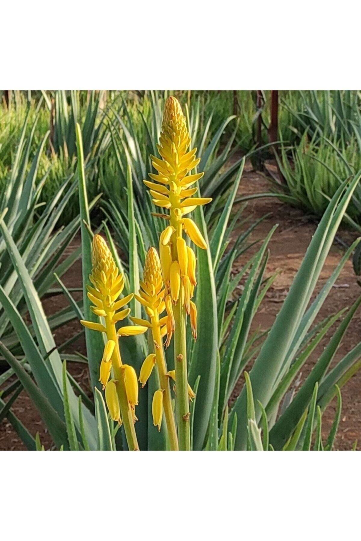 کرم صورت   AKDENİZ ALOE VERA | TYC00251174856 اورجینال - تصویر 3