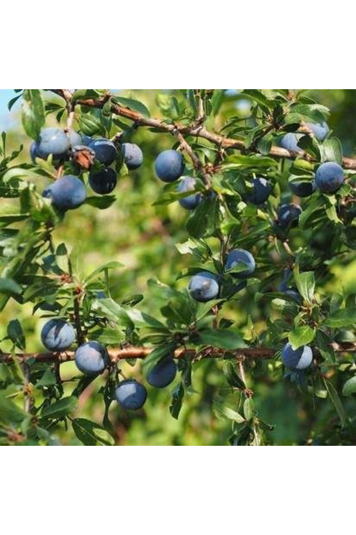 Kara Yemiş Fidanı: Doğal Bir Vitamin Deposu