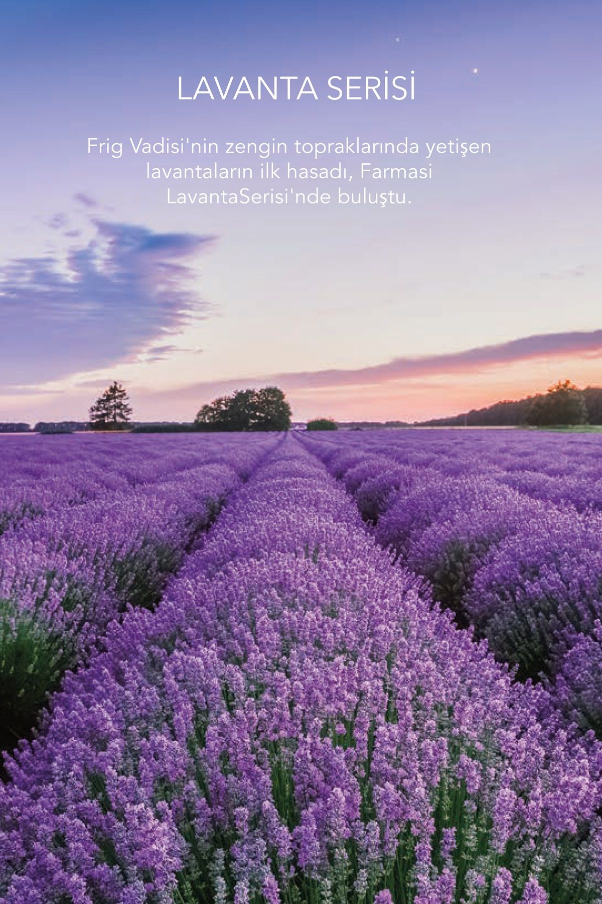 روغن ماساژ اسطوخودوس فارماسی 225 میلی لیتر Farmasi