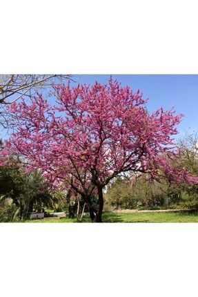 Cercis Siliquastrum Erguvan Fidanı 40-60 cm Boyunda tncbtnk016721540