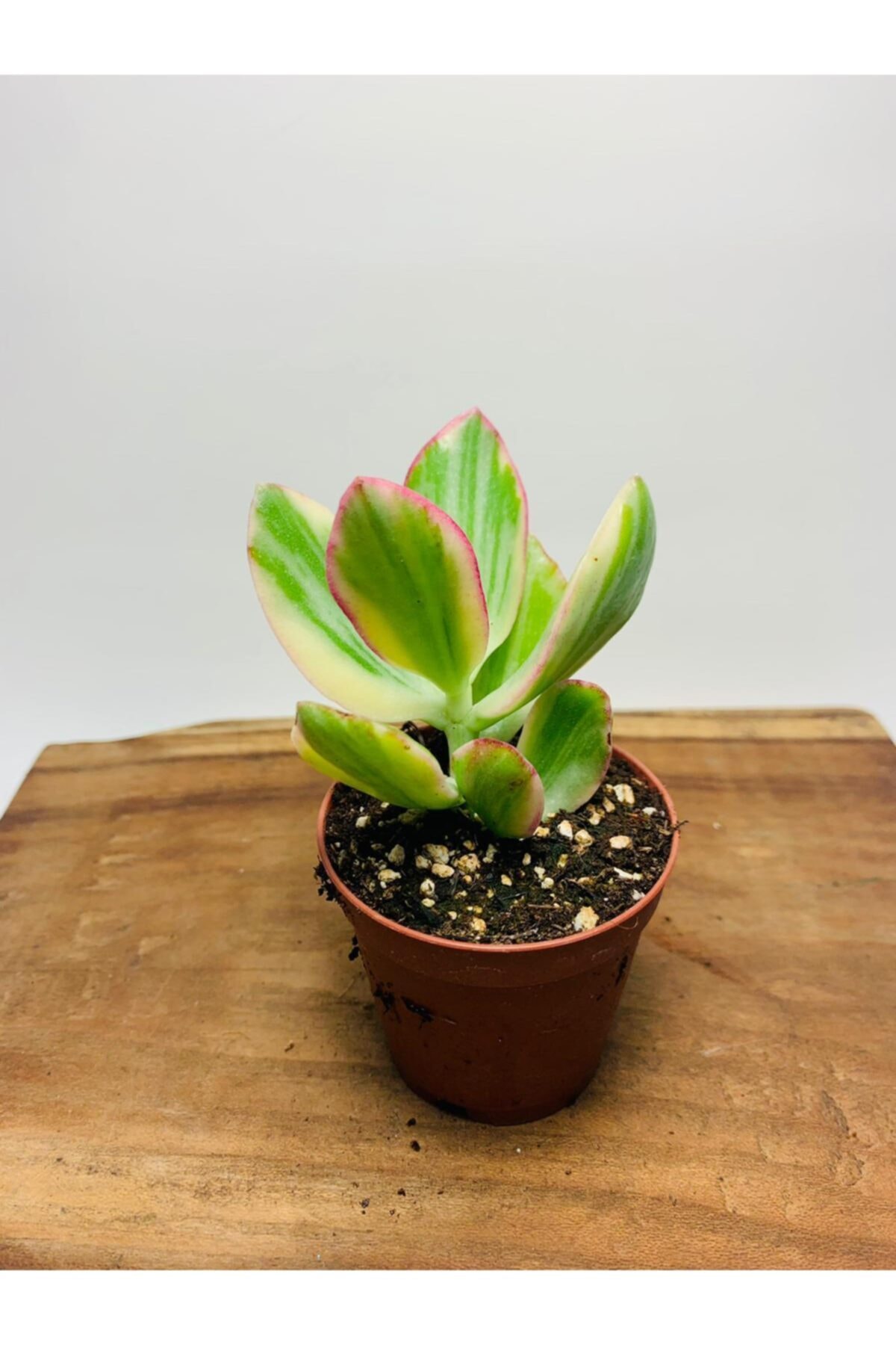 Crassula Ovata Variegata Iki Renkli Para Ağacı 3