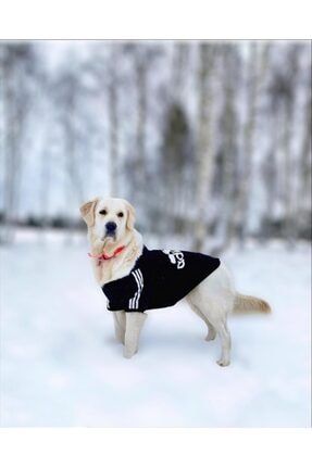 Adidog Black Hoodie Kapşonlu Sweatshirt, Orta Ve Büyük Irklar Için Köpek Kıyafeti, ADDG4BDBLK2