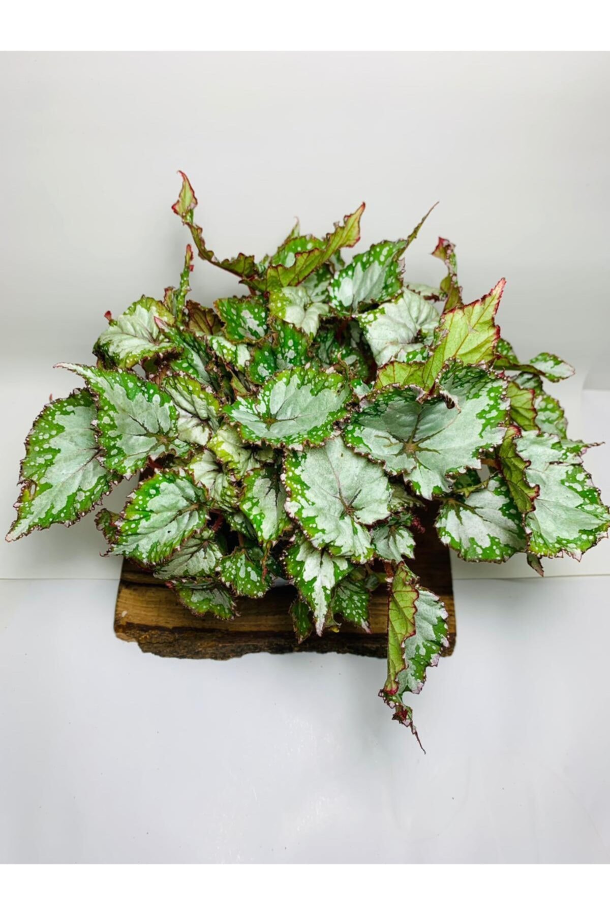 Begonia Pattern Leafy