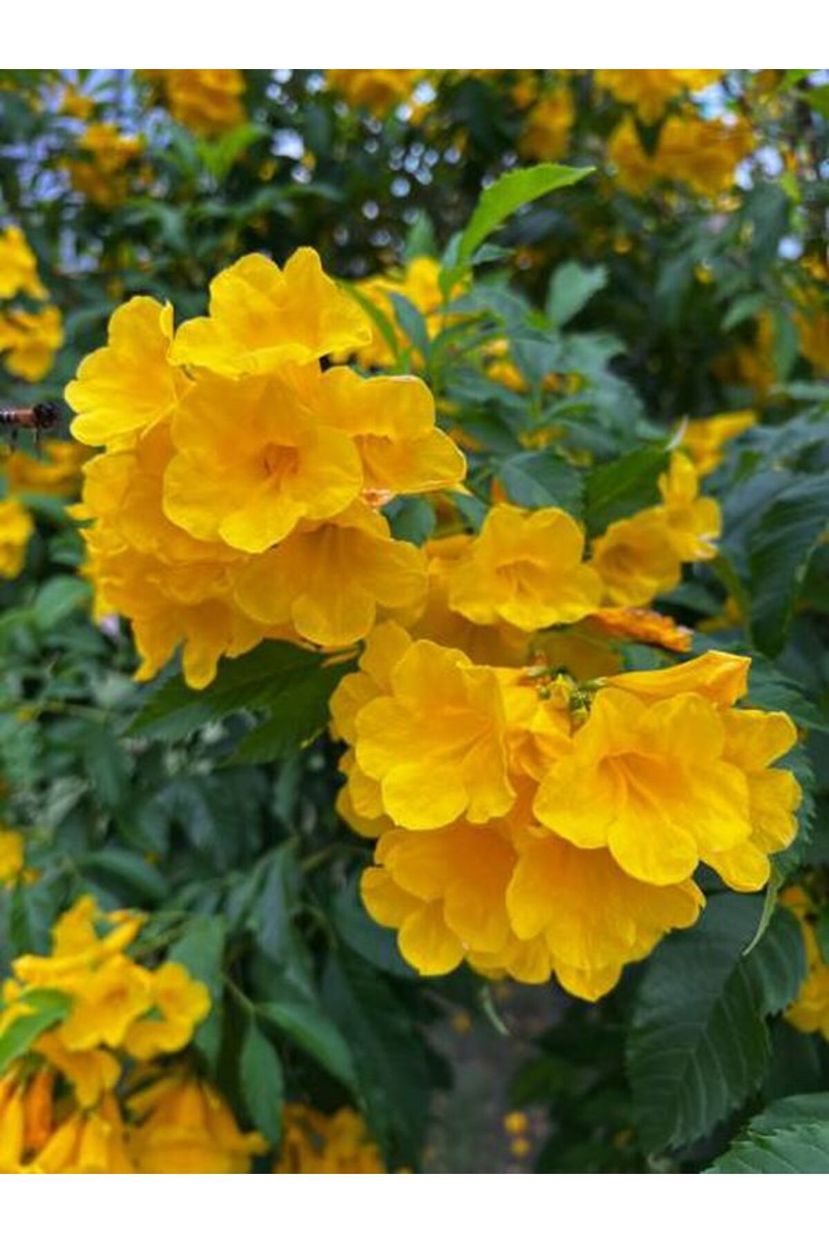 Video Yellow Persian Tubing (50 70 CM)1 Potted/ Tube Flowering Outdoor Plant Campsis Radicans