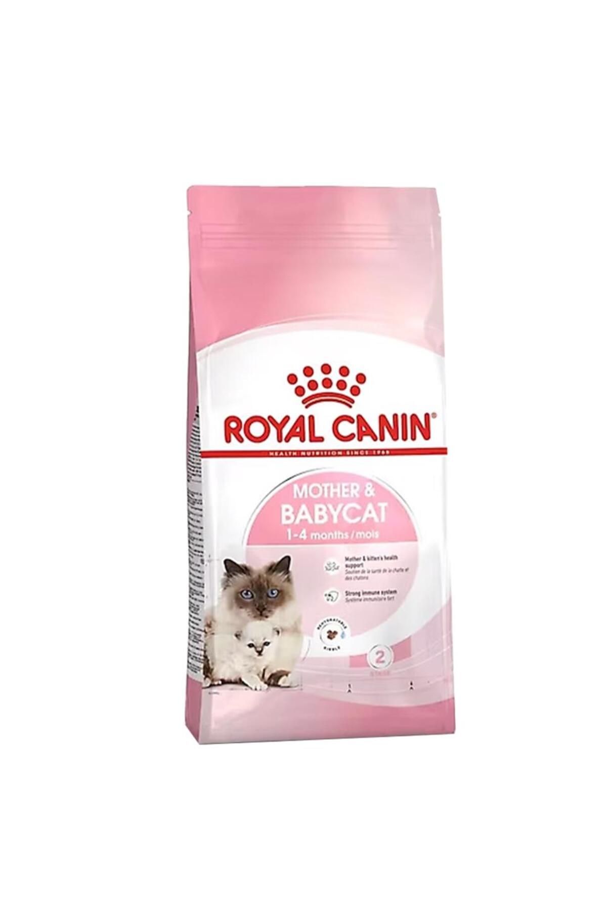 Pet 2024 baby cat