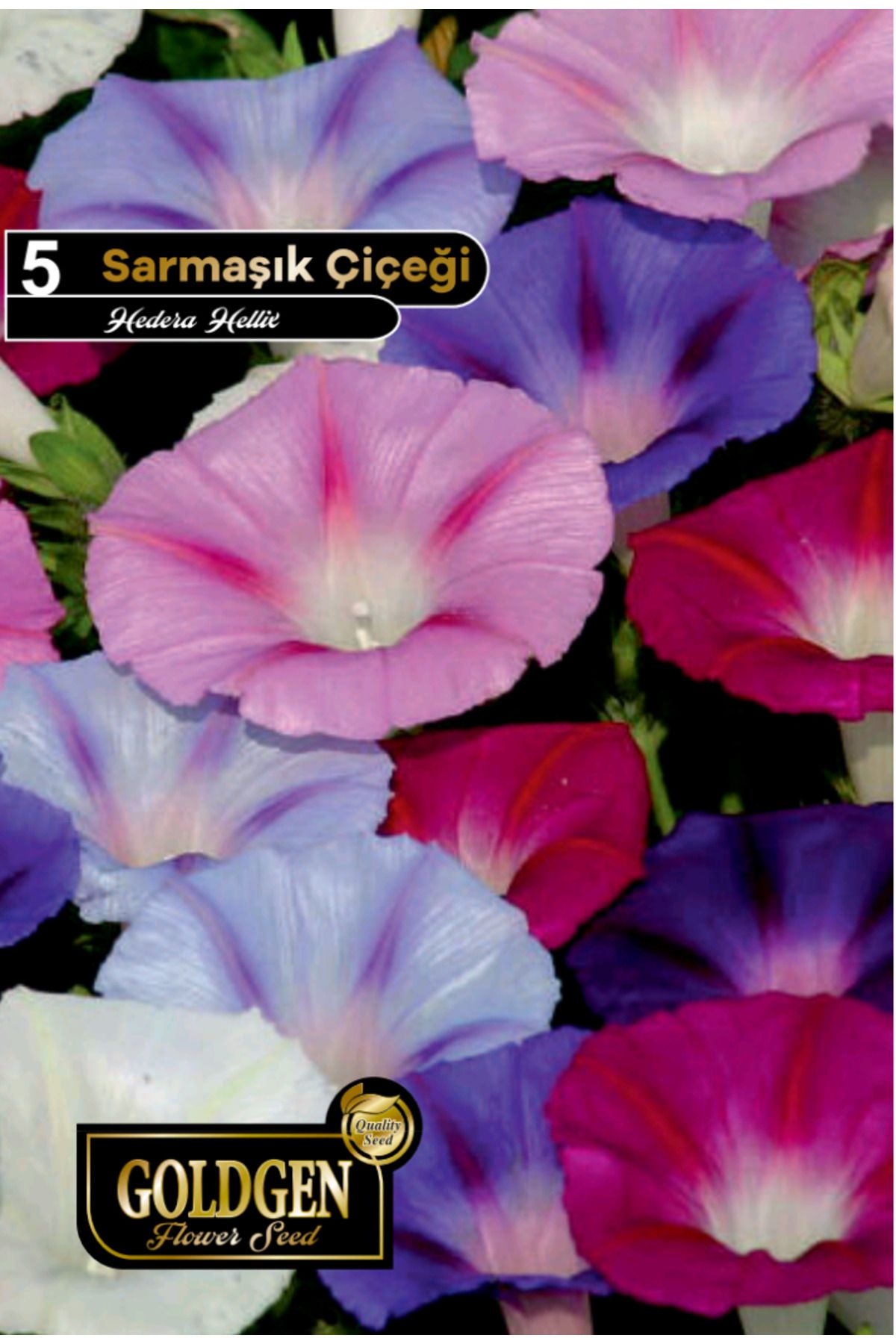 Sarmaşık Tohumu