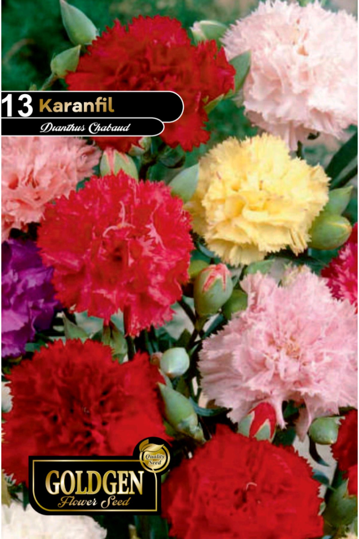Karanfil Tohumu