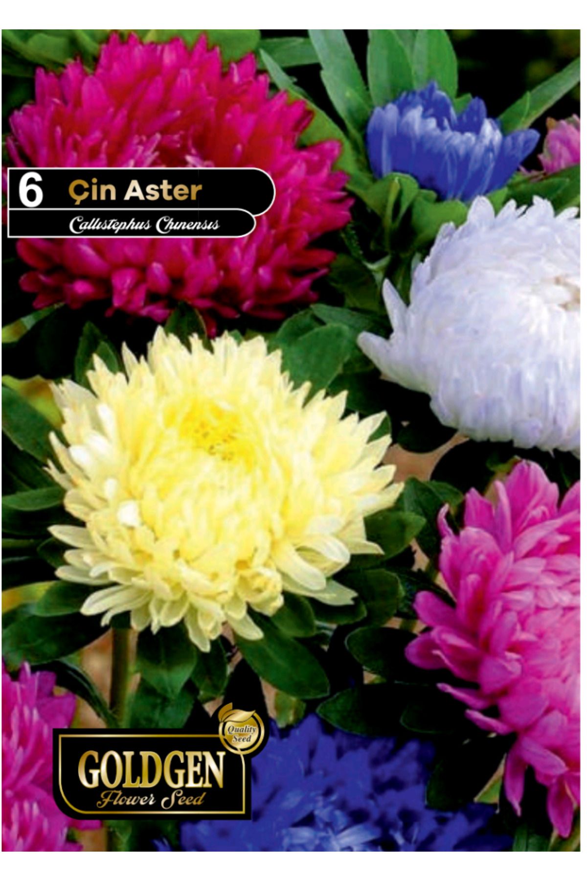 Çin Aster Tohumu