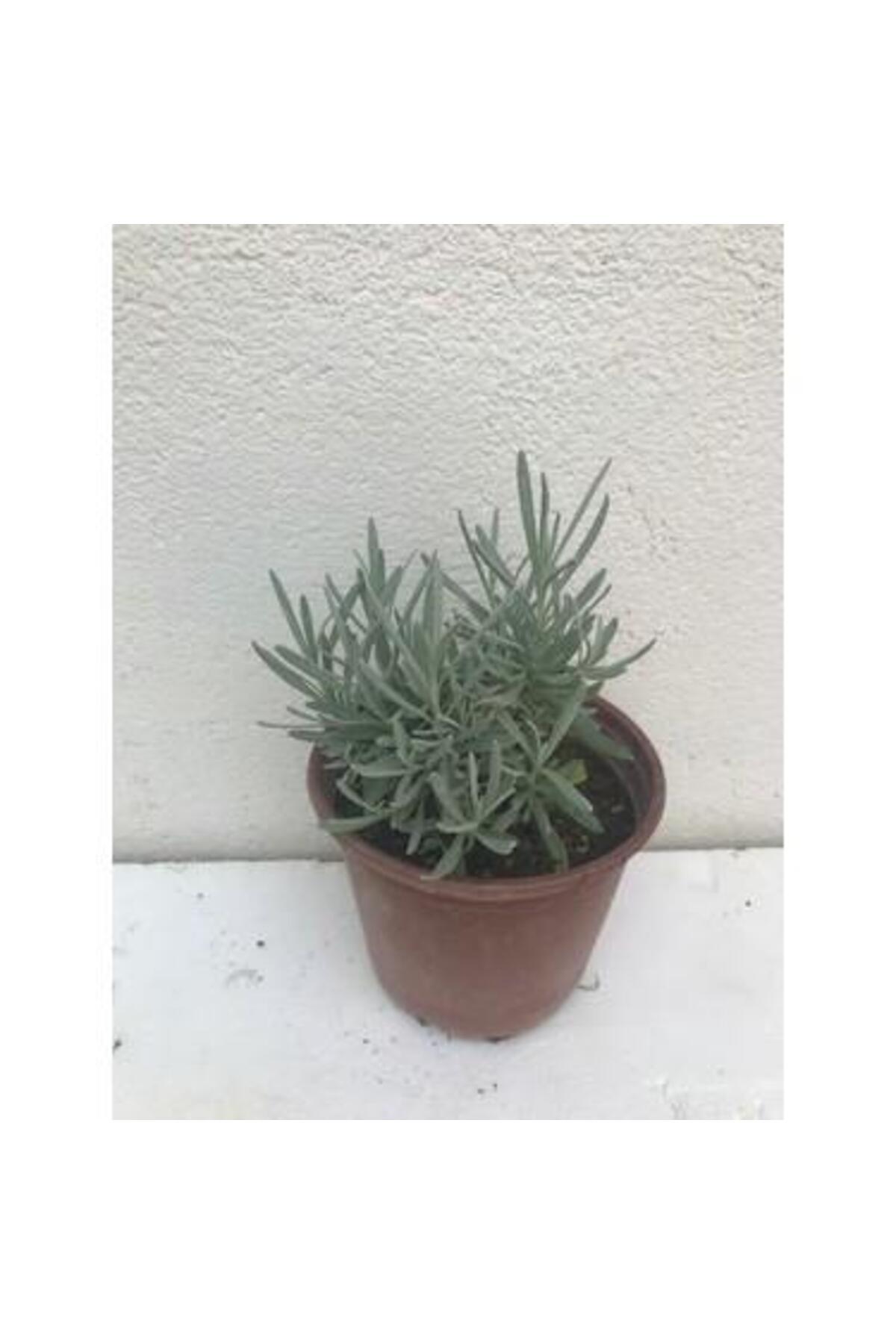 Scented Blue Purple Lavender Seedling with Tube 10-20 Cm