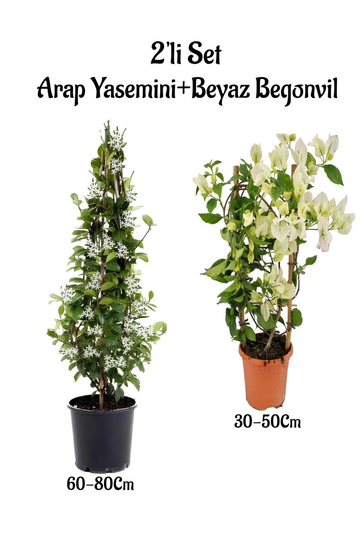 Arabian Jasmine Seedling with Intense Scent + White Begonvil Seedling 2-Piece Landscape Set