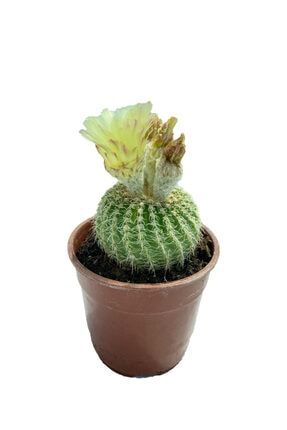 Notocactus (parodia) Buiningii - Sarı Çiçek Açan Kaktüs (12 Cm Saksıda) 47539