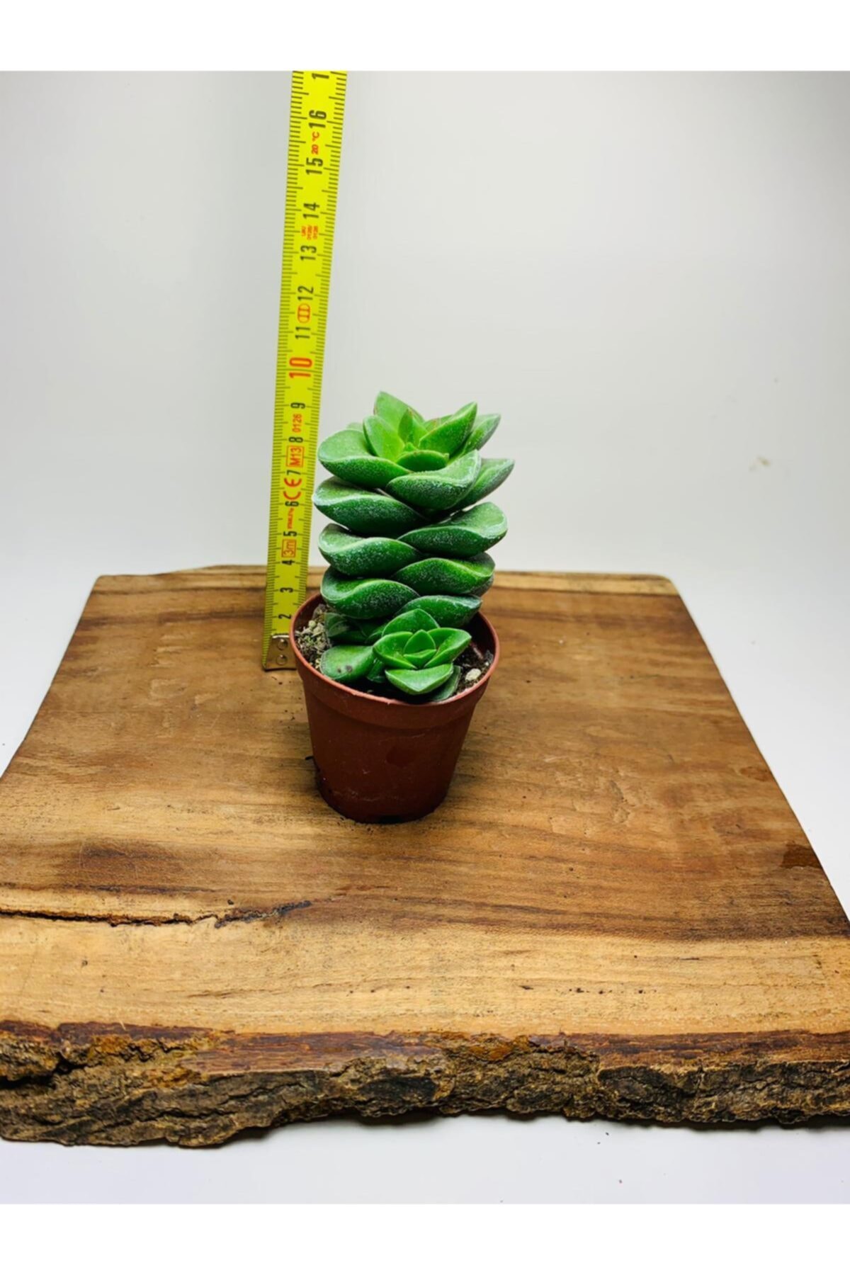 Crassula Springtime Succulent Ball Shaped Flowering
