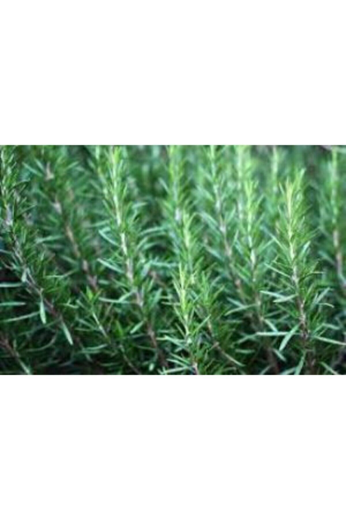 Saksılı Biberiye Fidanı 1 Adet 15-25 Cm Rosemary 2