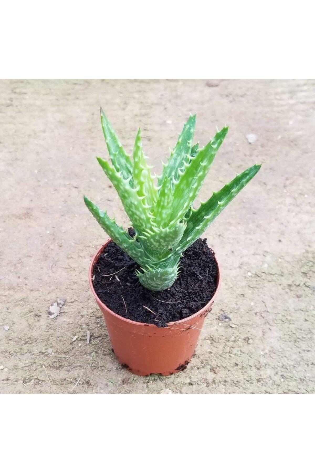 Minyatür Aloevera, 5.5 Cm Saksıda 2