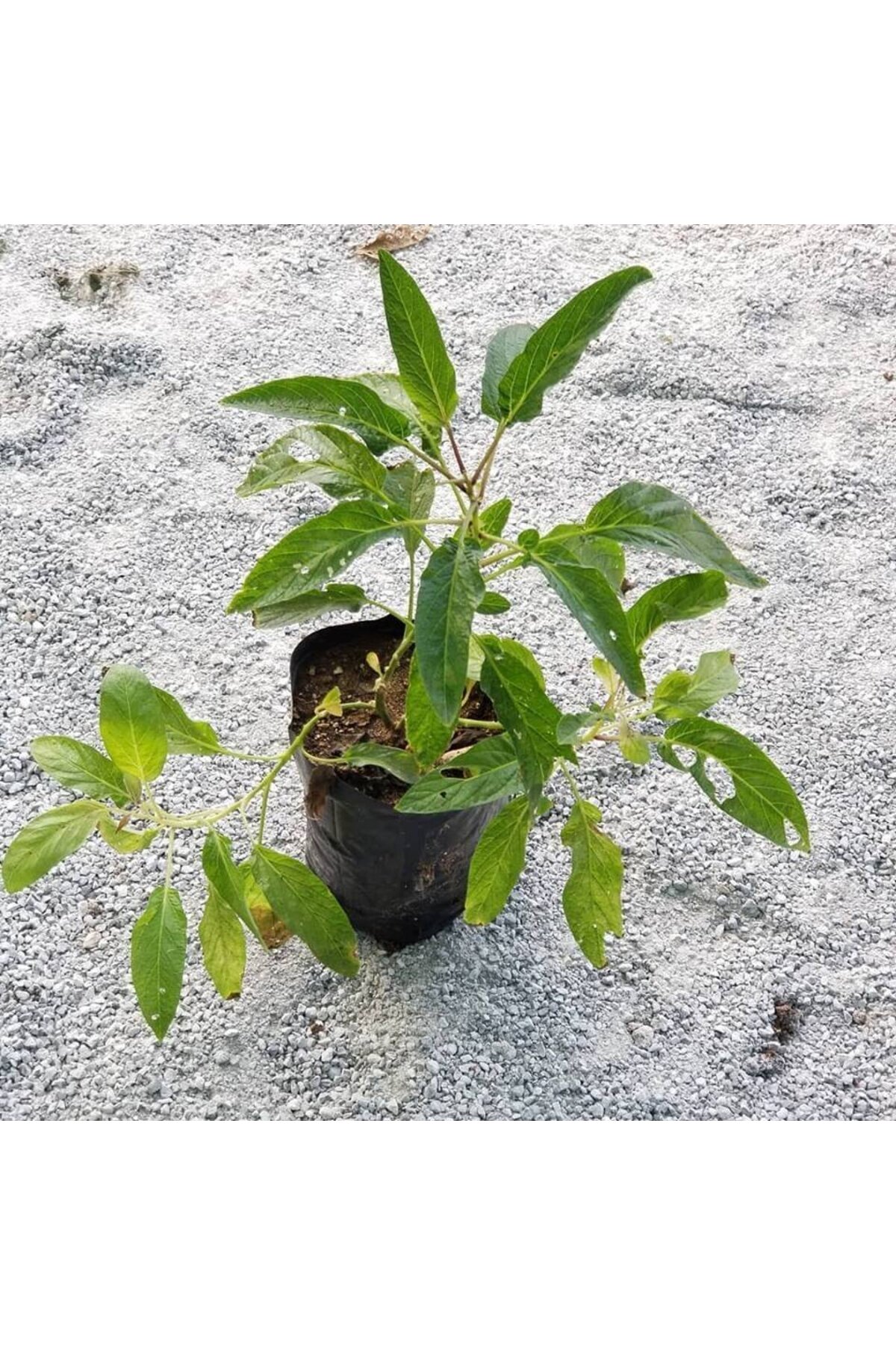 Pepino Fidanı, Torbada Dallı 3