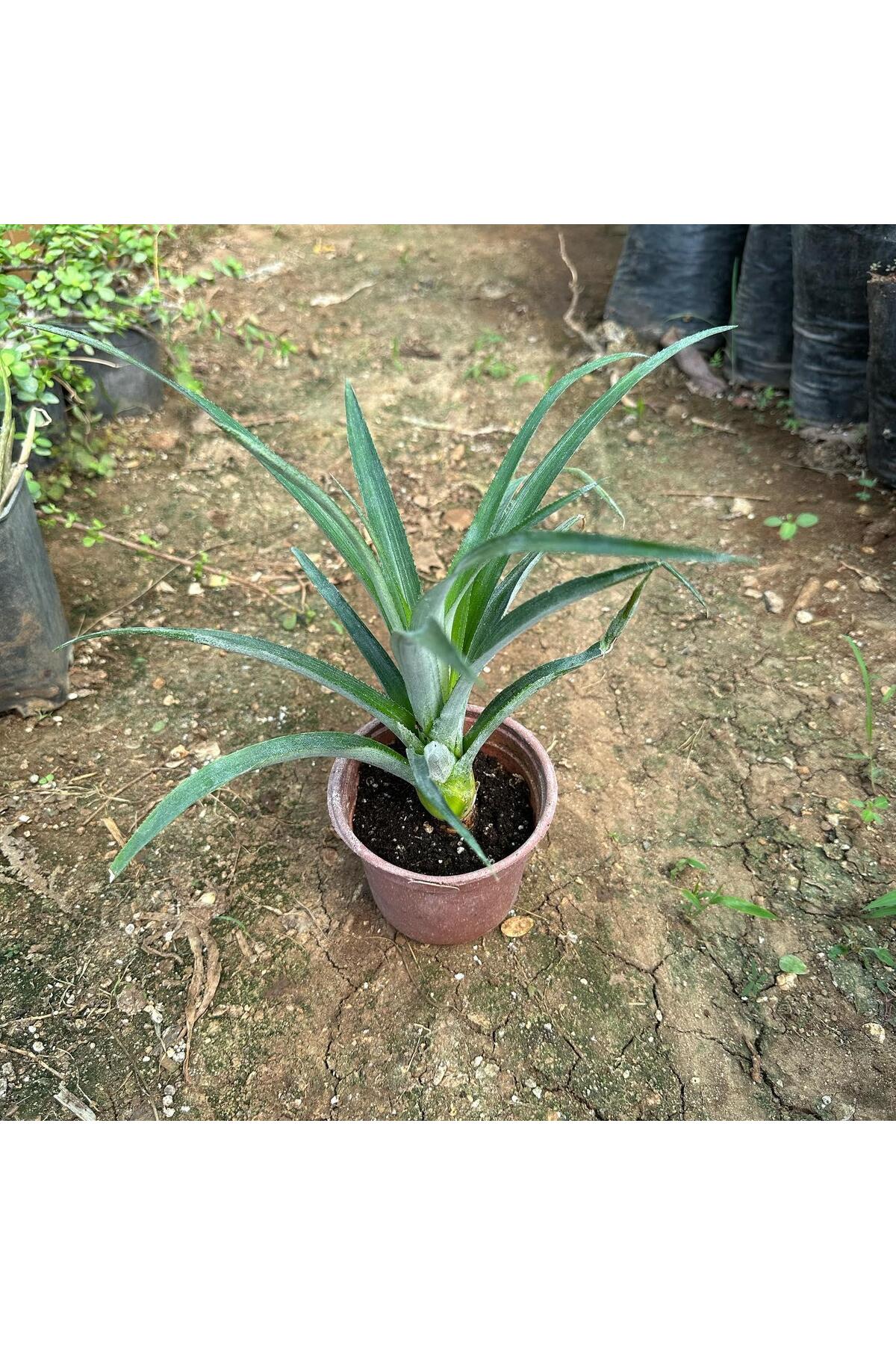 Saksıda Ananas Meyvesi Fidanı (Del Monte 2 Cinsi) 2