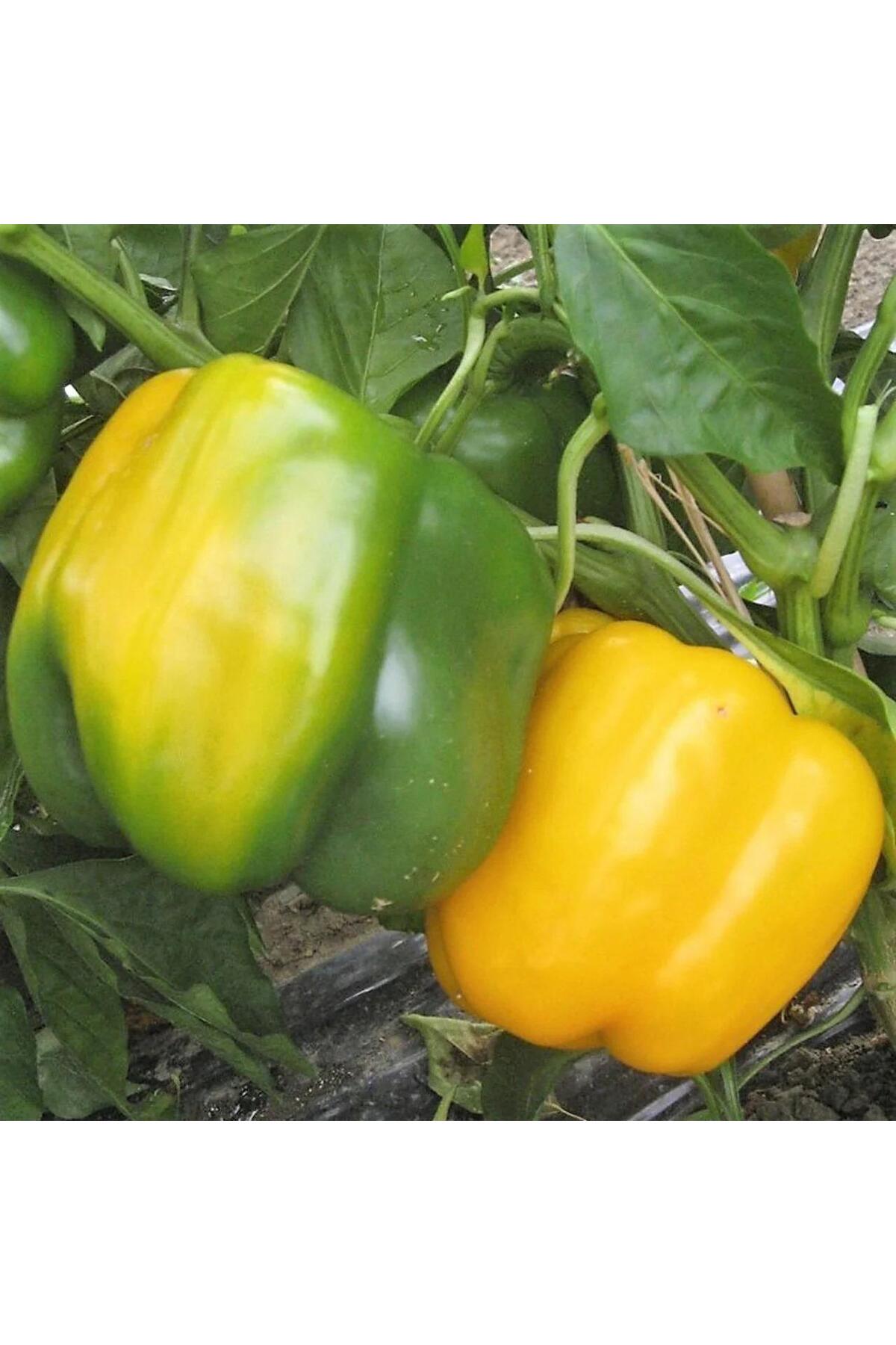 5 Adet Sarı Dolma Biber Fidesi 2
