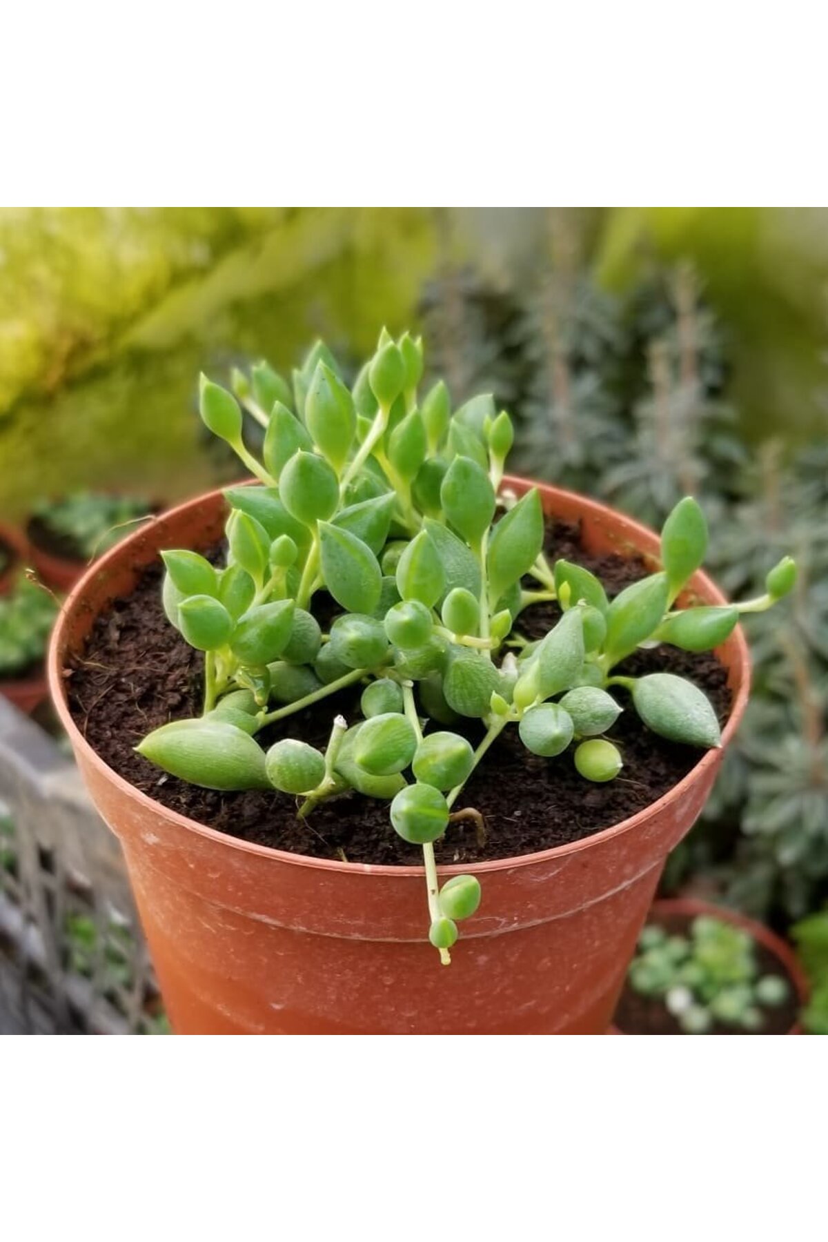 Söbe-boncuk Çiçeği Sukulent,senekio (klenia Rowleyanus) 8 Cm Saksı 2