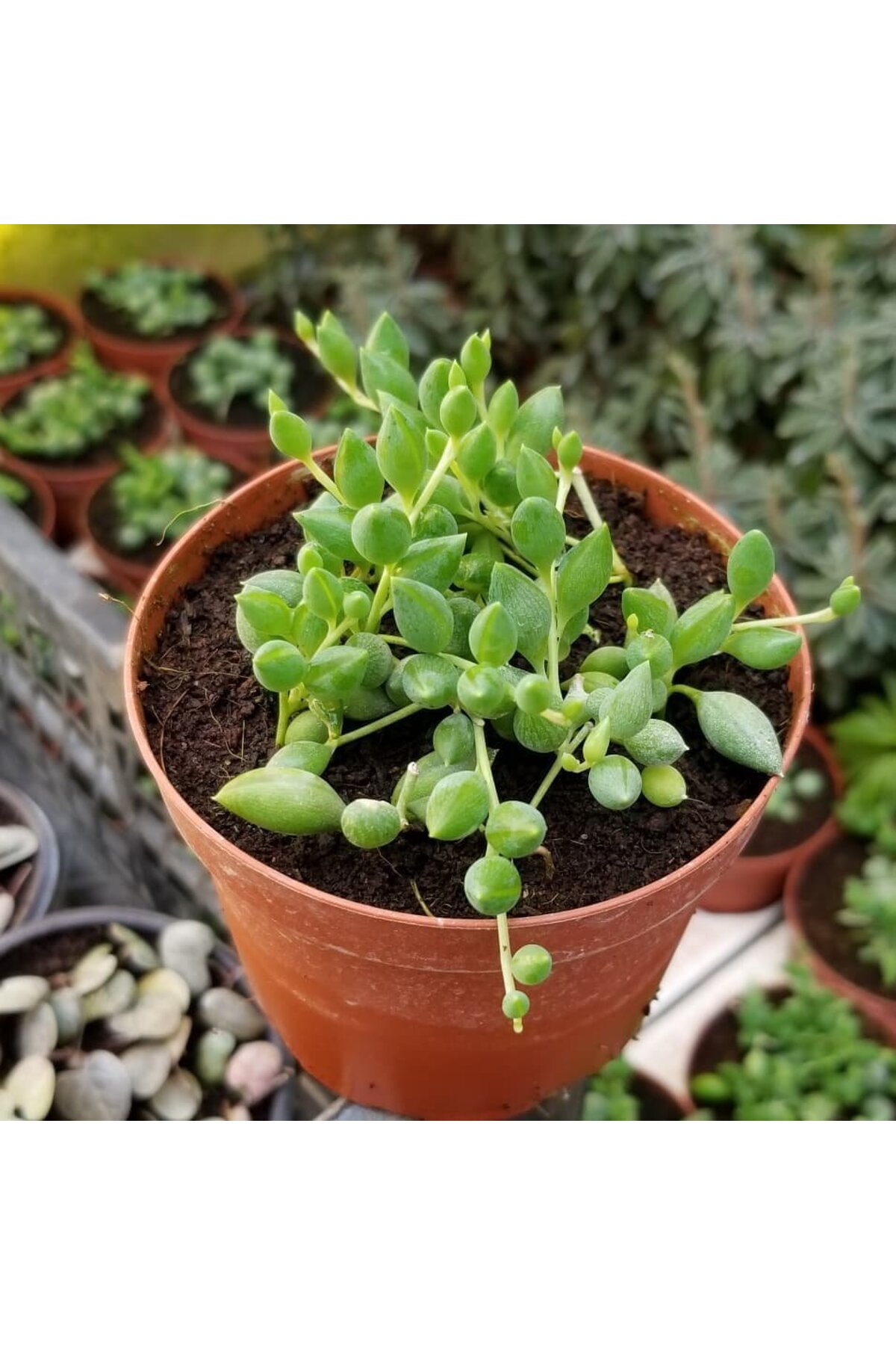 Söbe-boncuk Çiçeği Sukulent,senekio (klenia Rowleyanus) 8 Cm Saksı 3