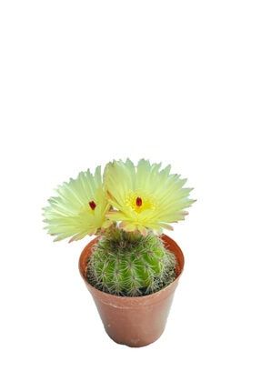 Notocactus Buiningii – 5,5 Cm Saksıda Sarı Çiçek Açan Kaktüs 47544