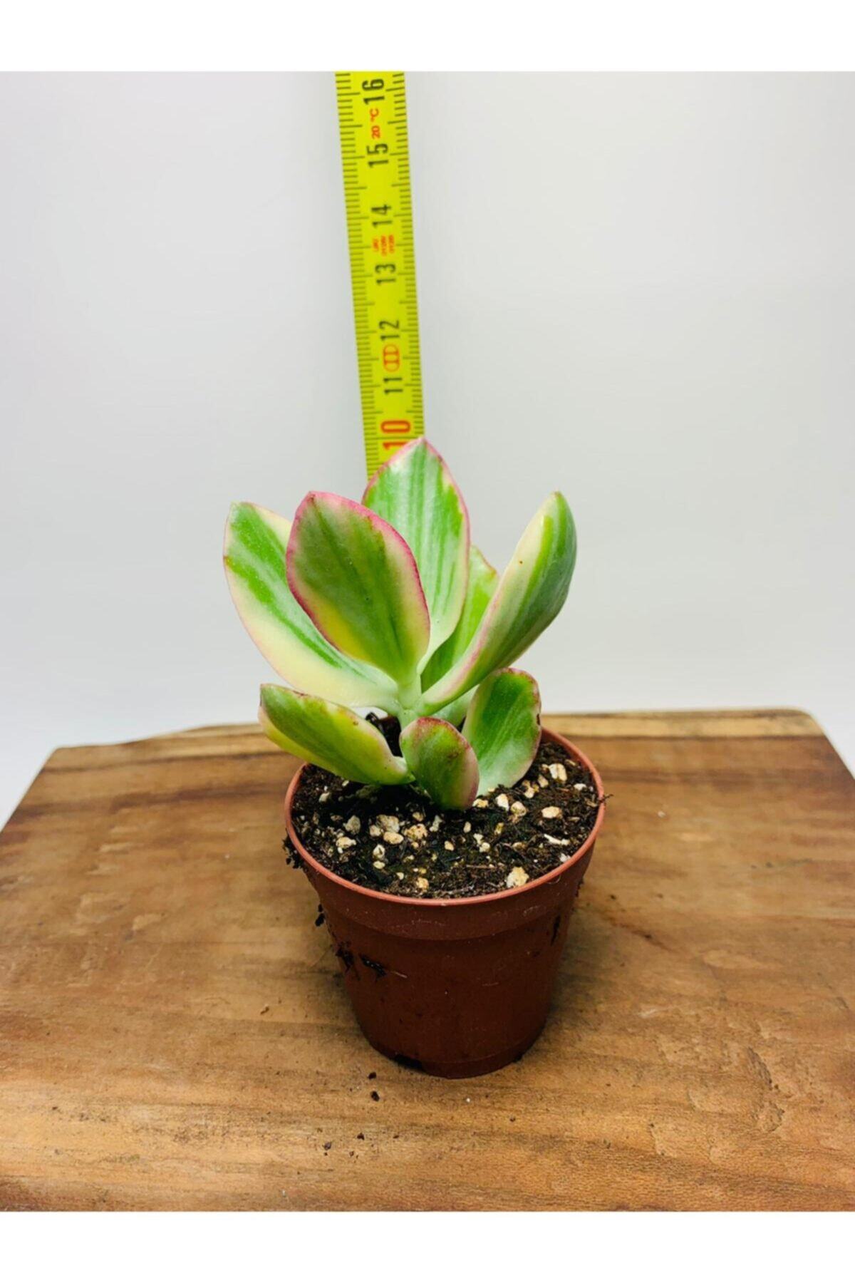 Crassula Ovata Variegata Iki Renkli Para Ağacı