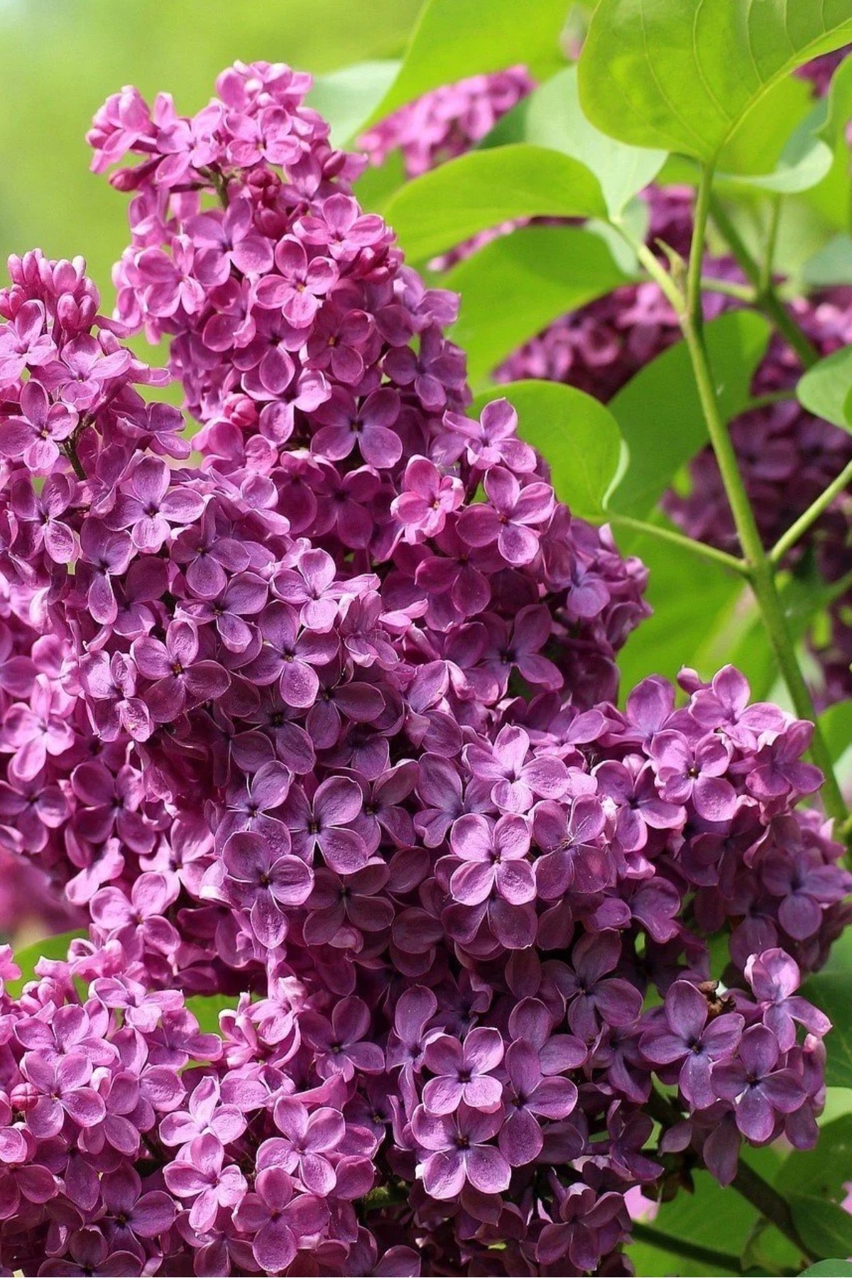 Mor Renkli Leylak ( Syringa Vulgaris ) Ağacı Fidanı 2 Yaş 3