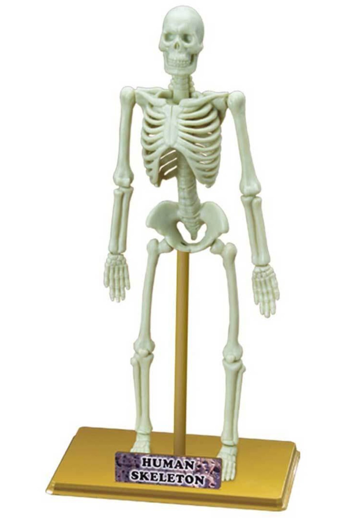 آناتومی انسان؛ یادگیری آسان: مدل اسکلت ۱۸ قطعه‌ای