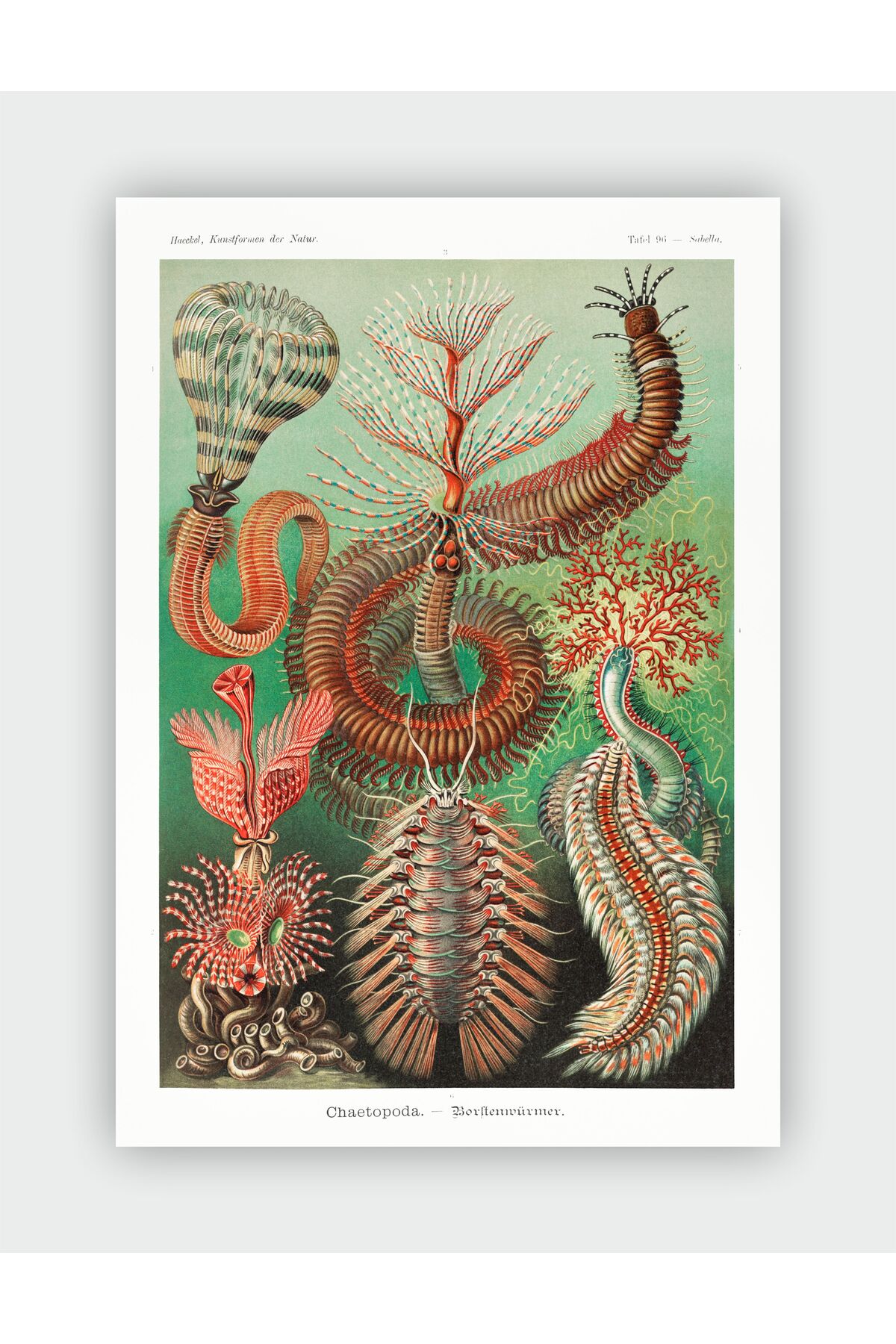 Kunstformen Der Natur Ernst Haeckel Wall Poster - Thick Paper - Frameless